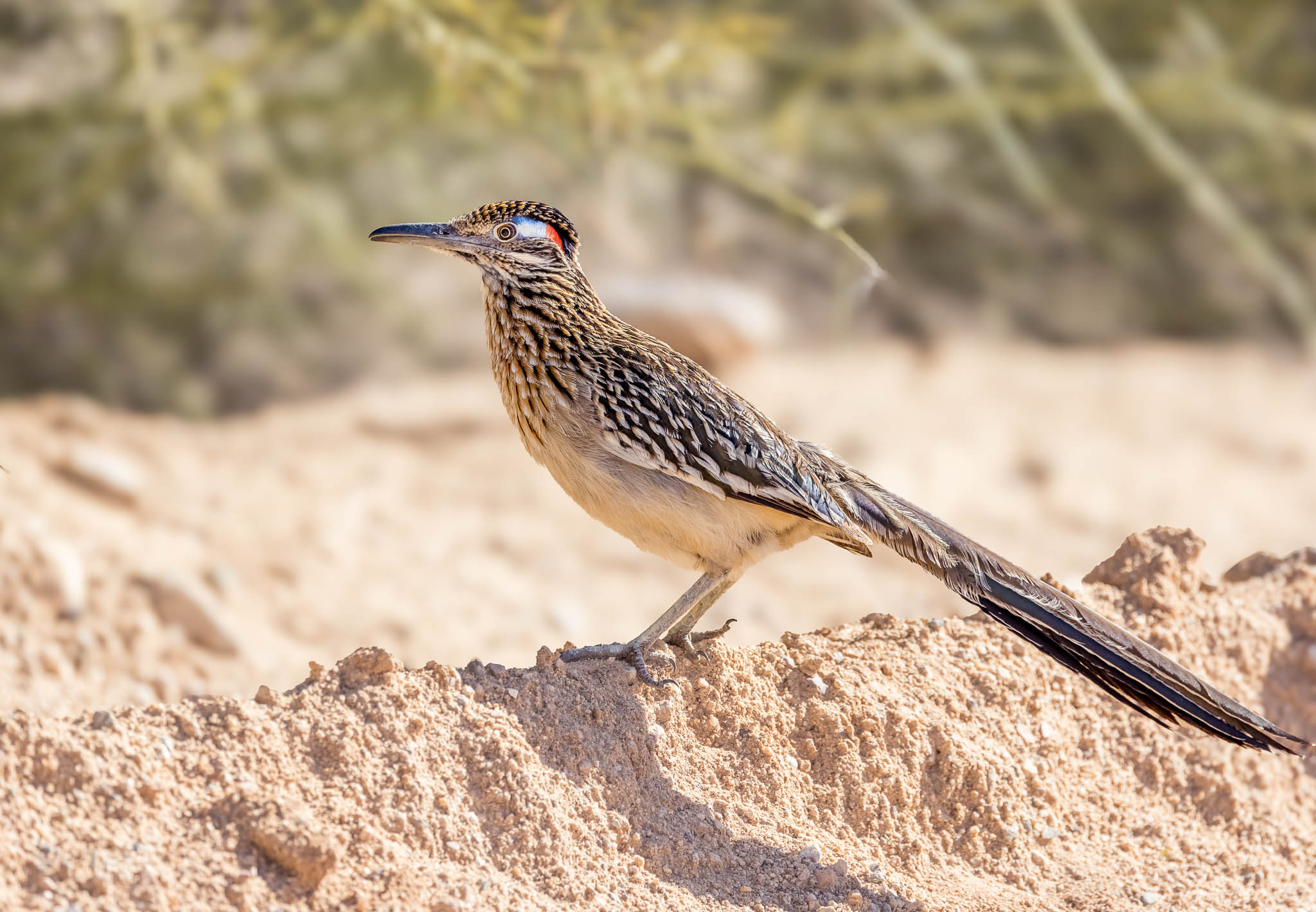 Greater Roadrunner