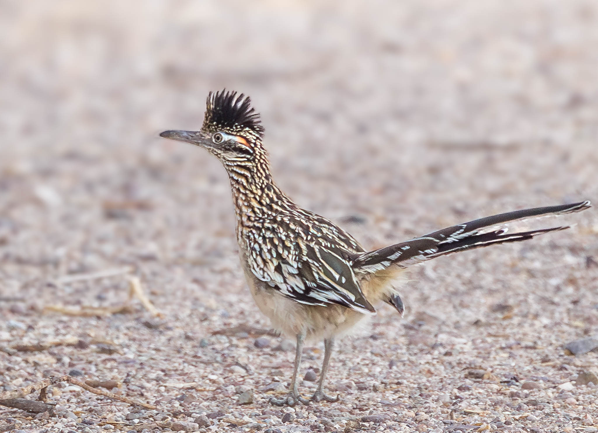 Greater Roadrunner