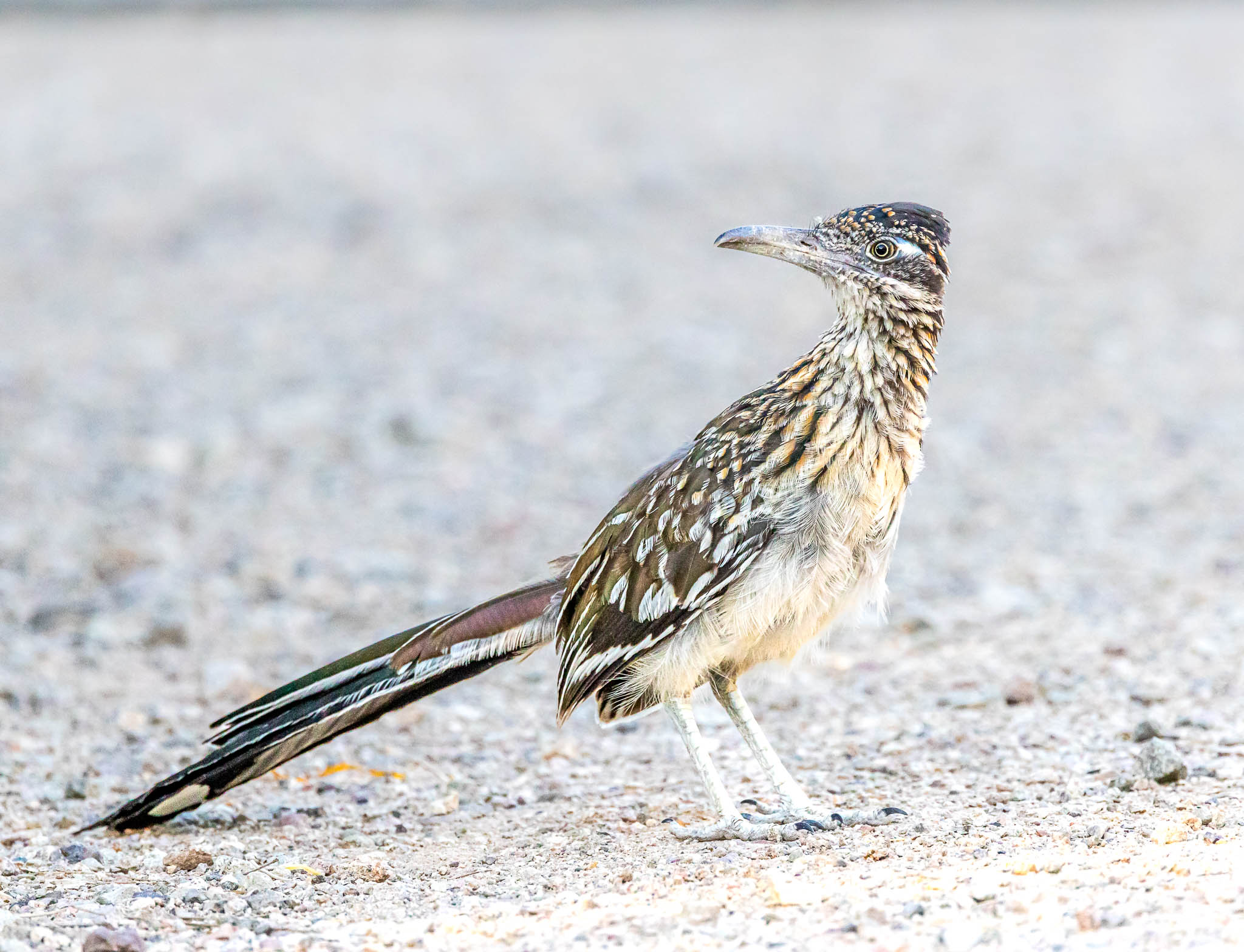 Greater Roadrunner