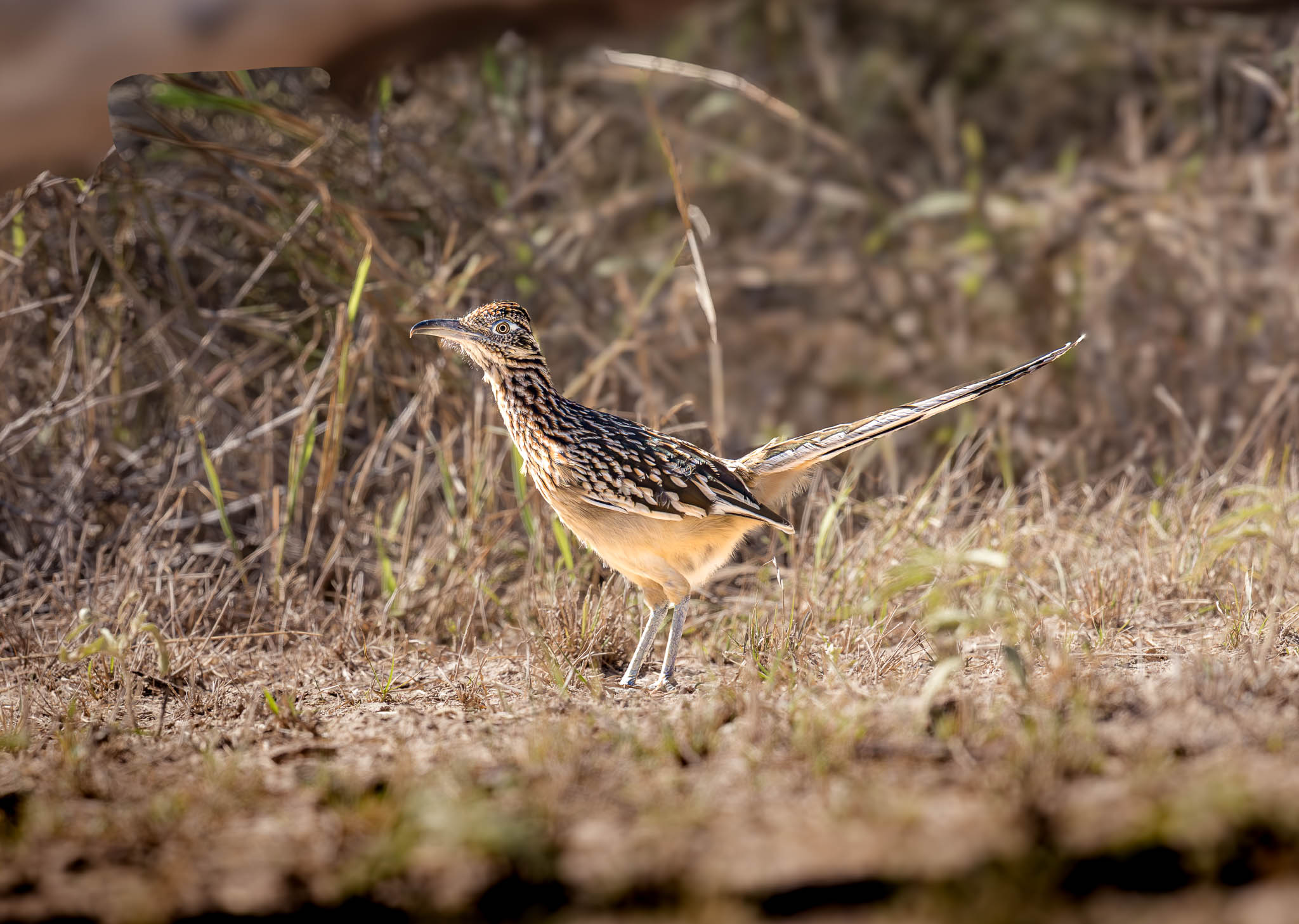 Greater Roadrunner