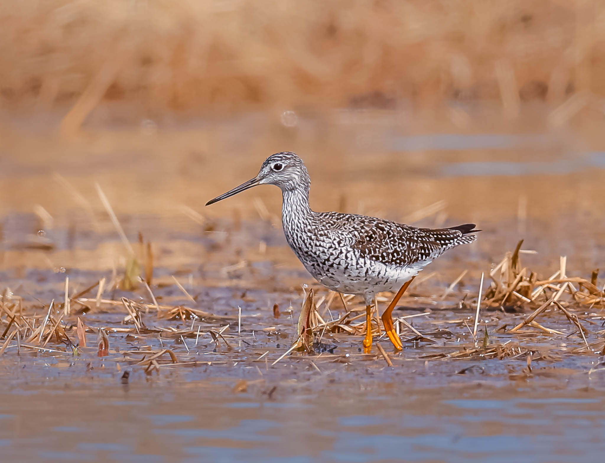 Greater Yellowlegs