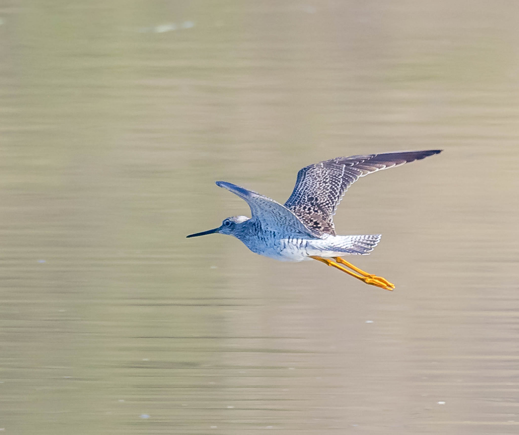 Greater Yellowlegs