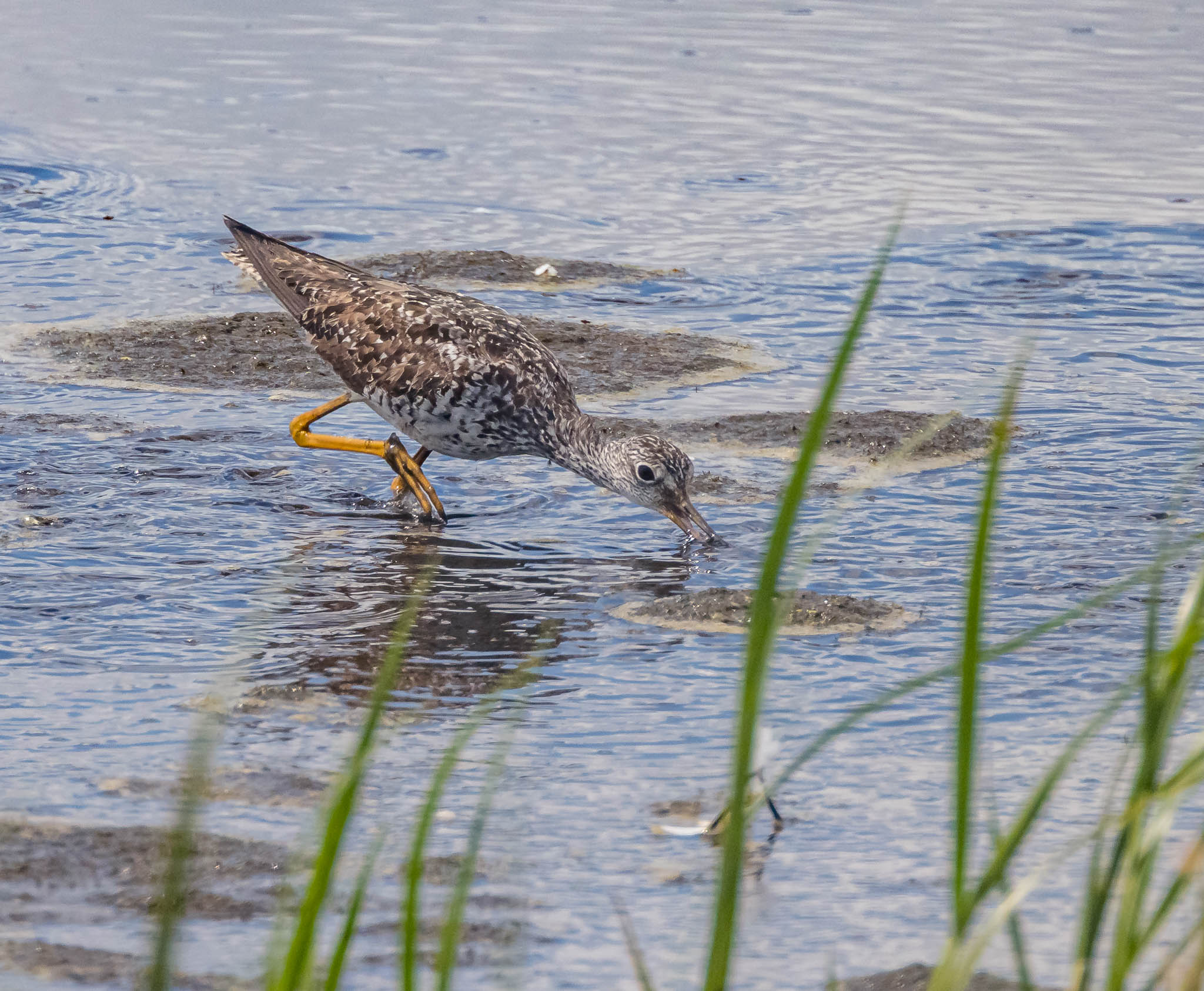 Greater Yellowlegs