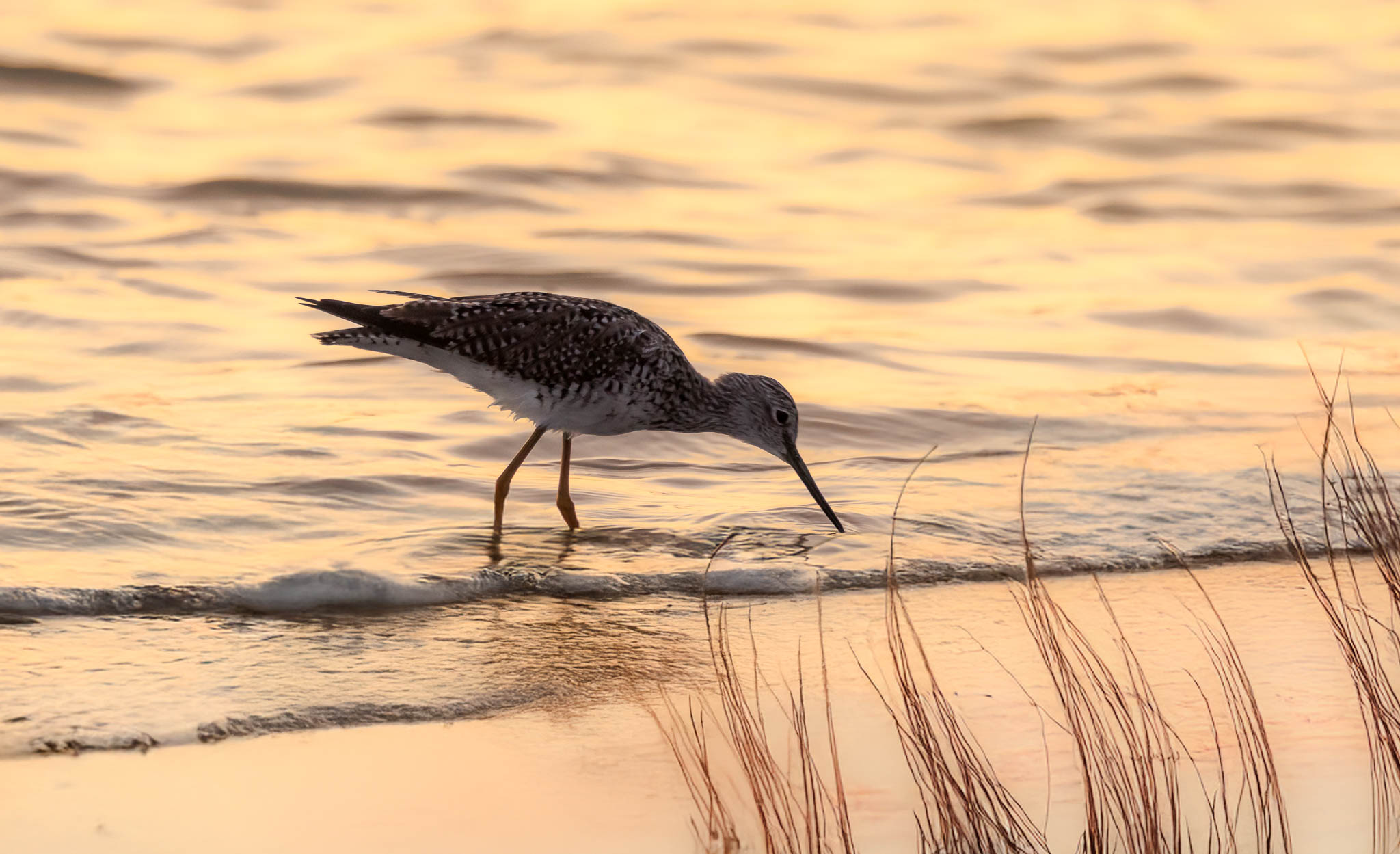 Greater Yellowlegs