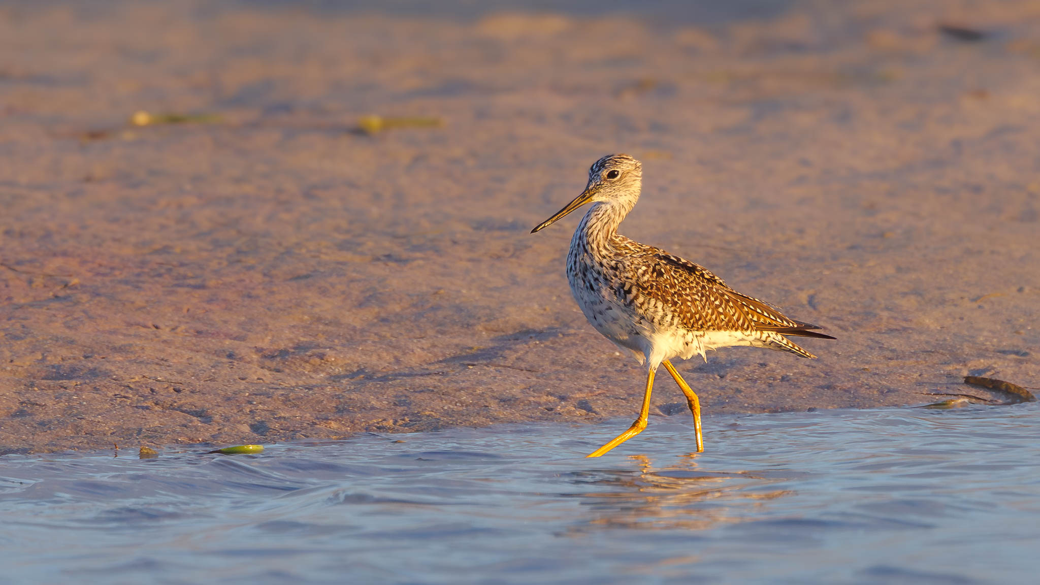 Greater Yellowlegs