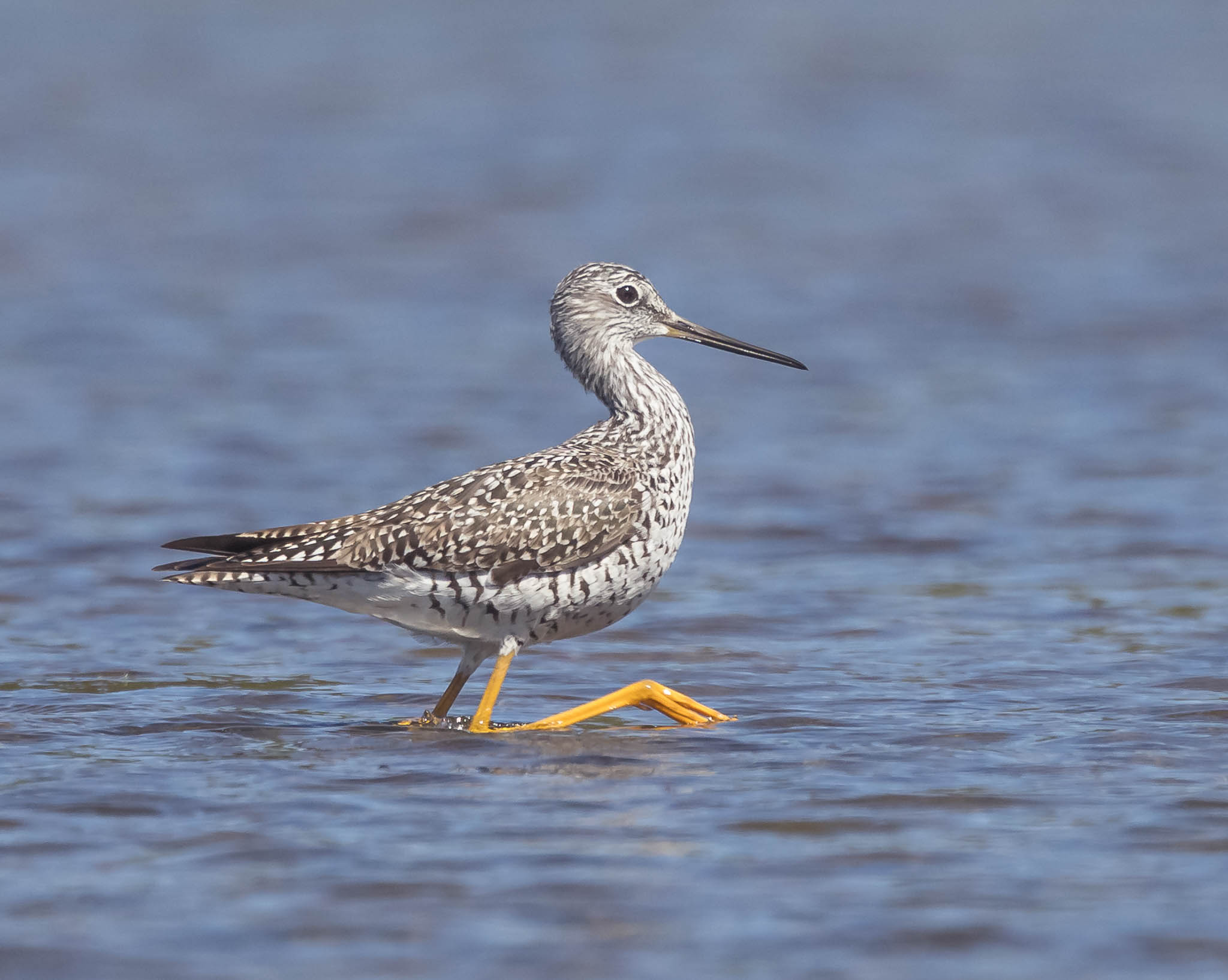 Greater Yellowlegs