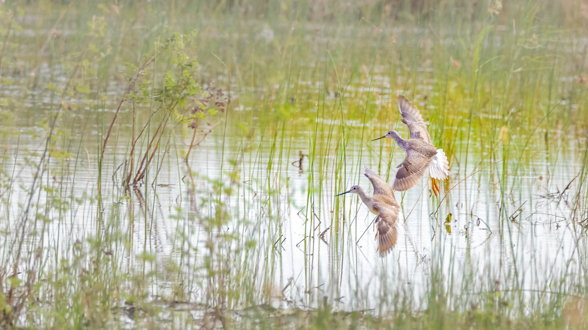 Greater Yellowlegs