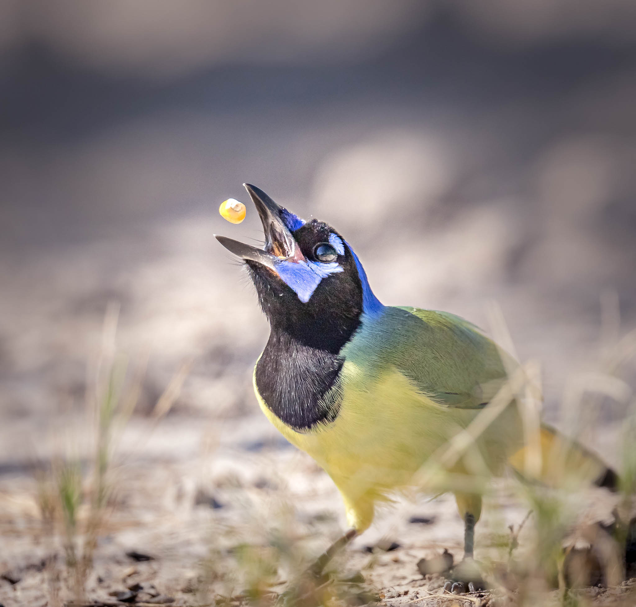 Green Jay