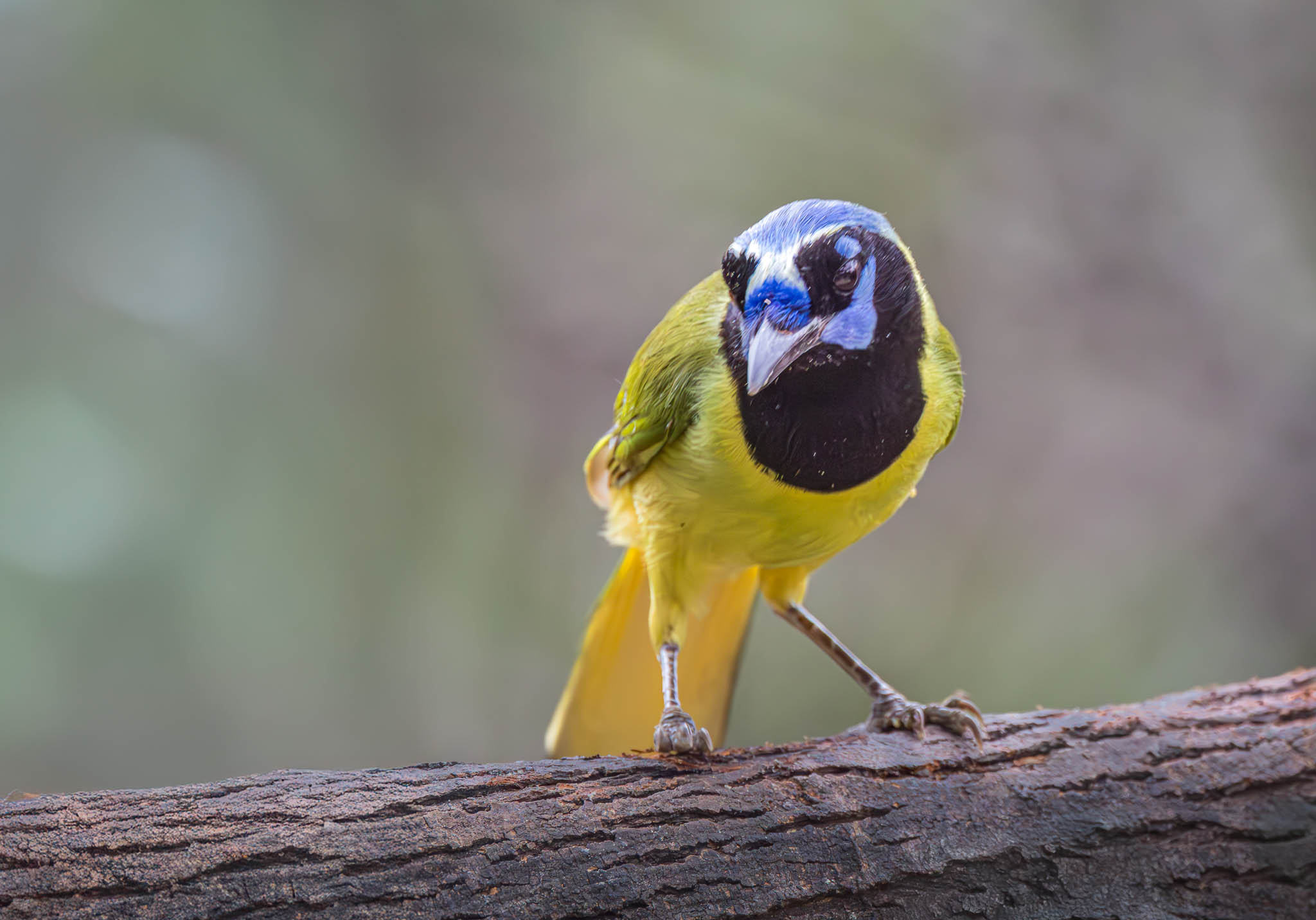 Green Jay
