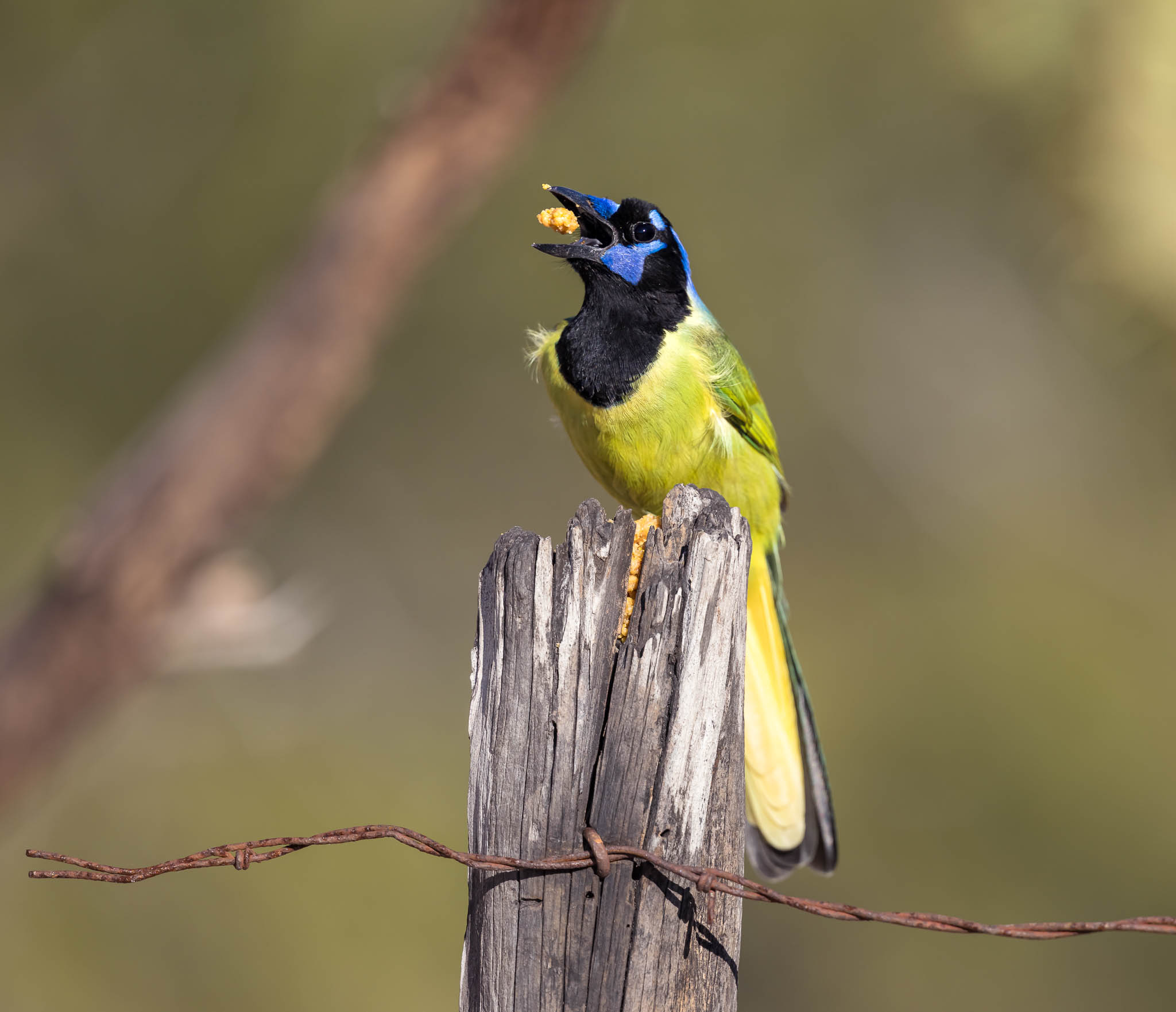 Green Jay