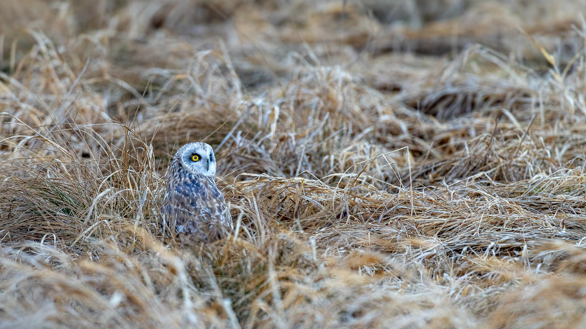 Short-eared Owl