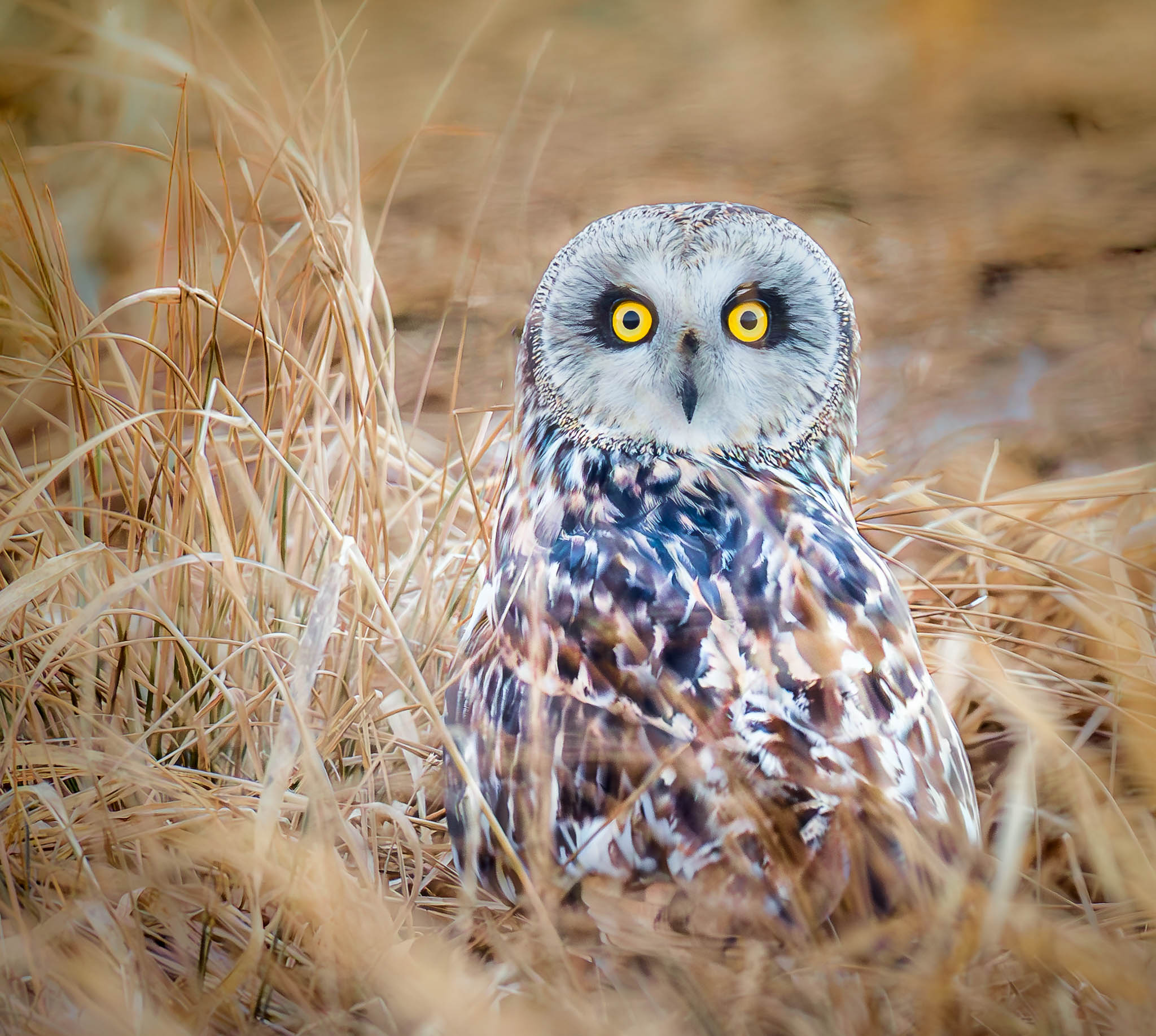 Short-eared Owl