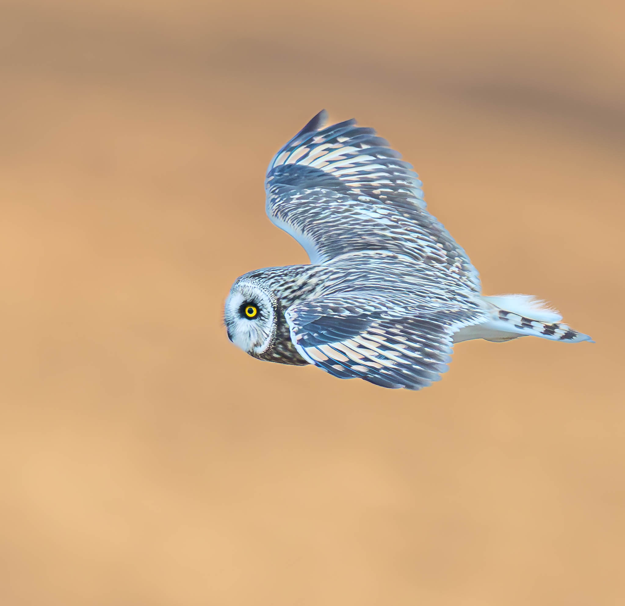 Short-eared Owl