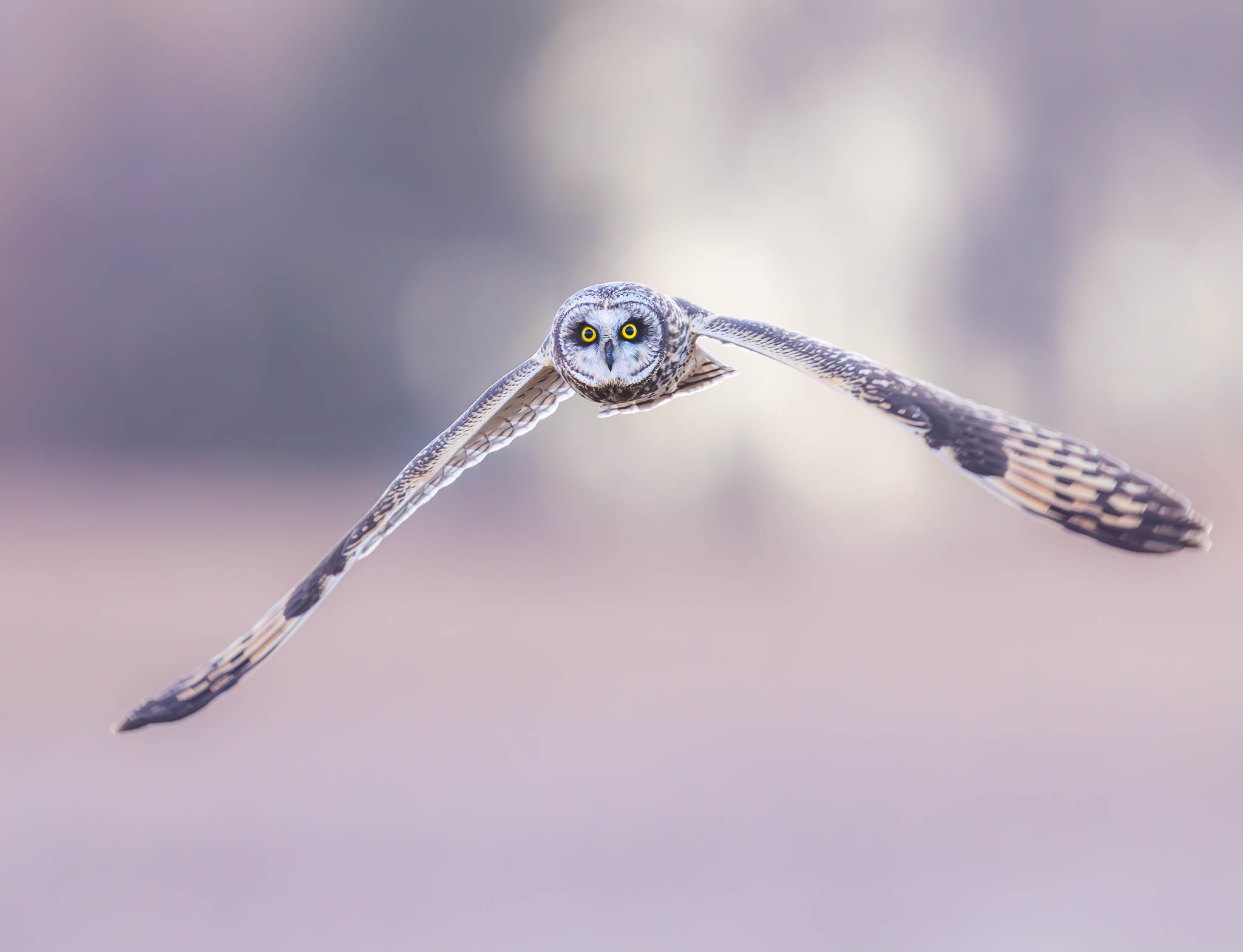Short-eared Owl