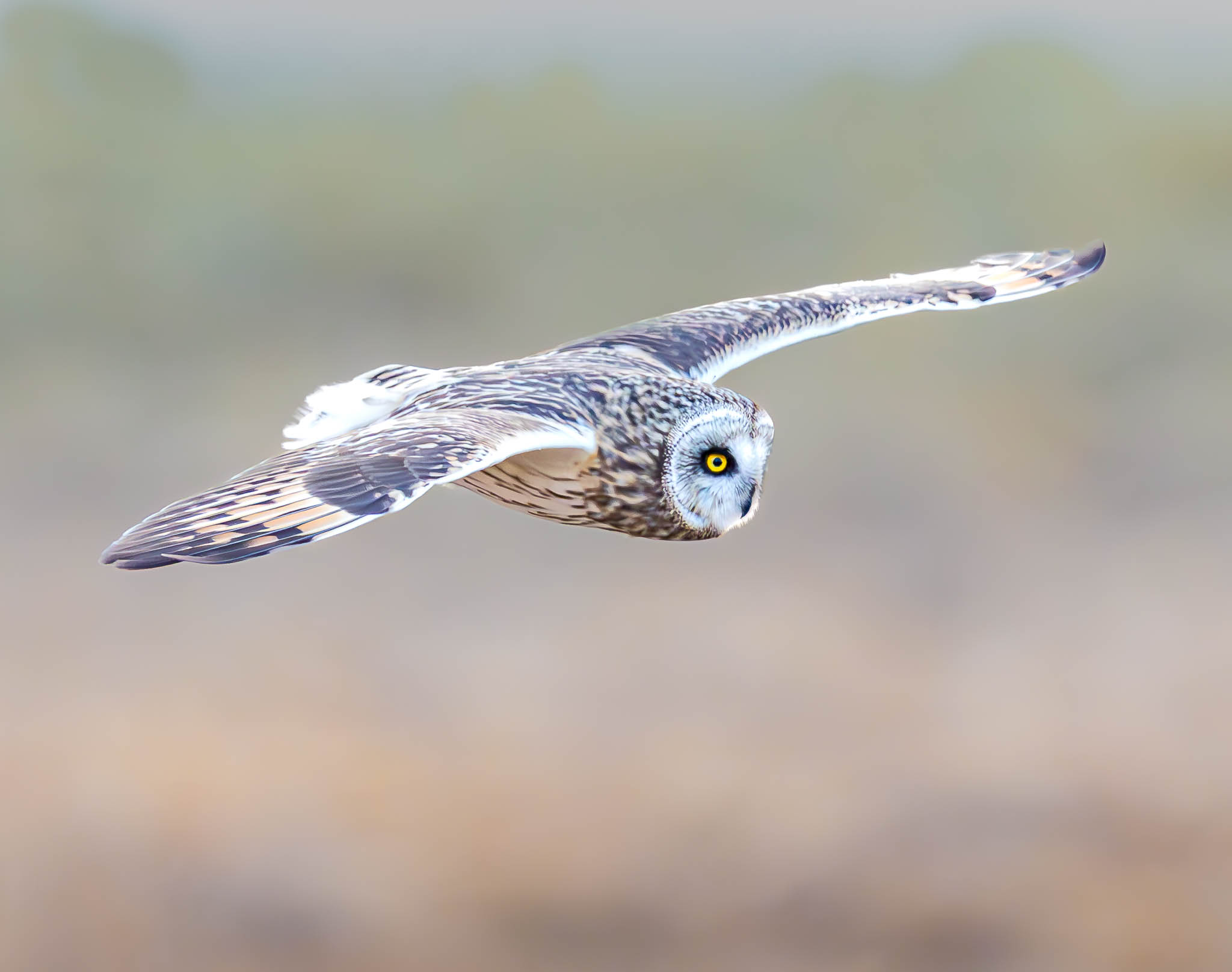 Short-eared Owl