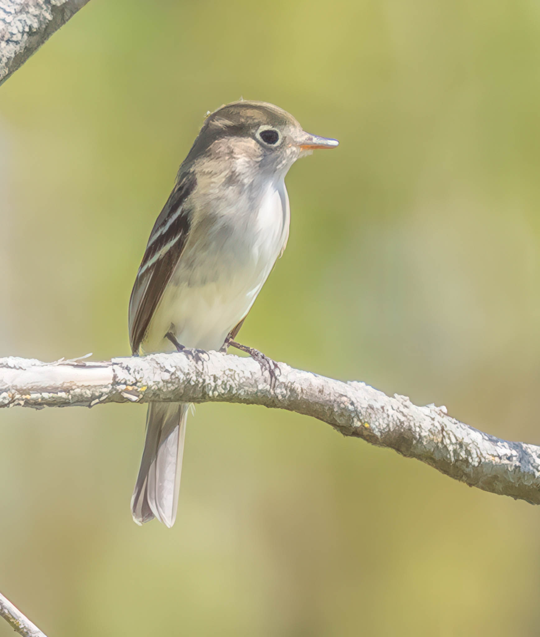Alder Flycatcher
