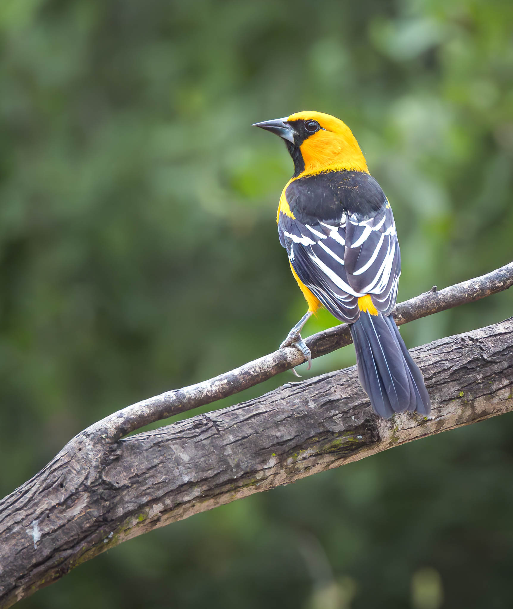 Altamira Oriole