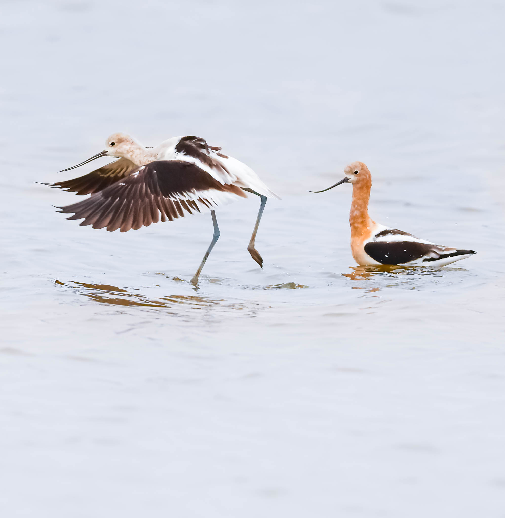 American Avocet