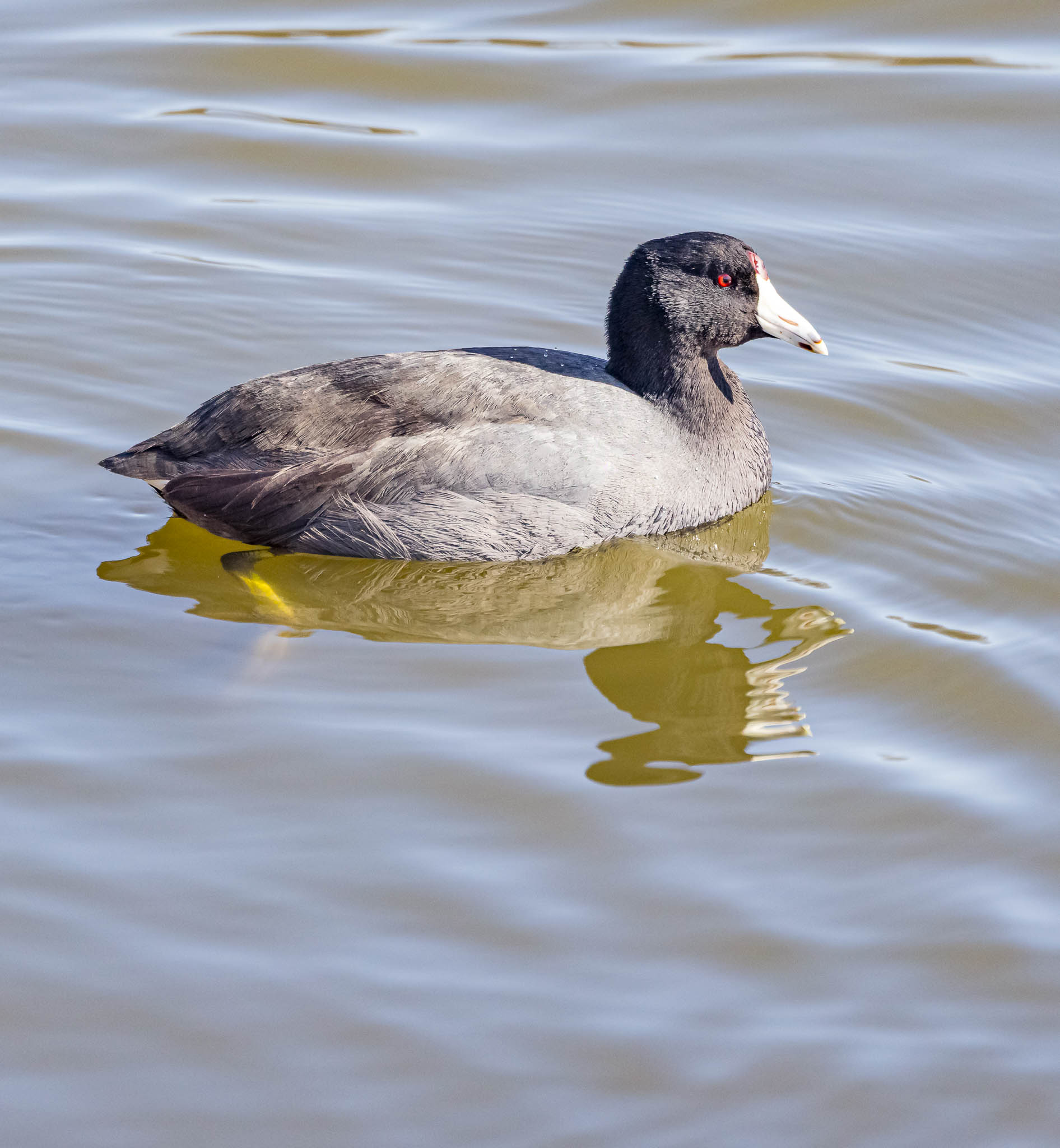 American Coot