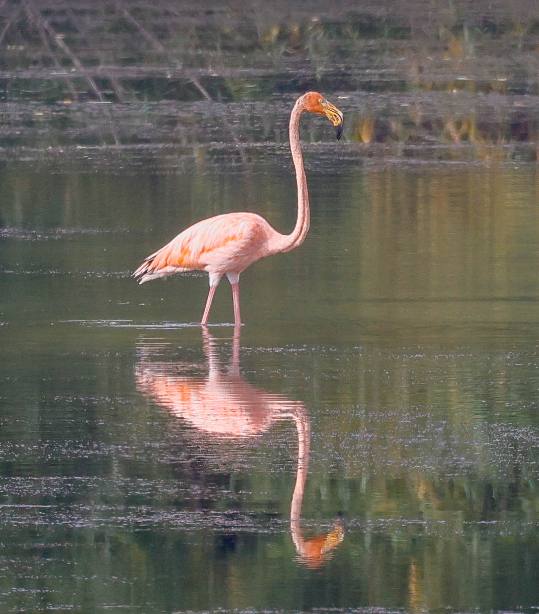 American Flamingo