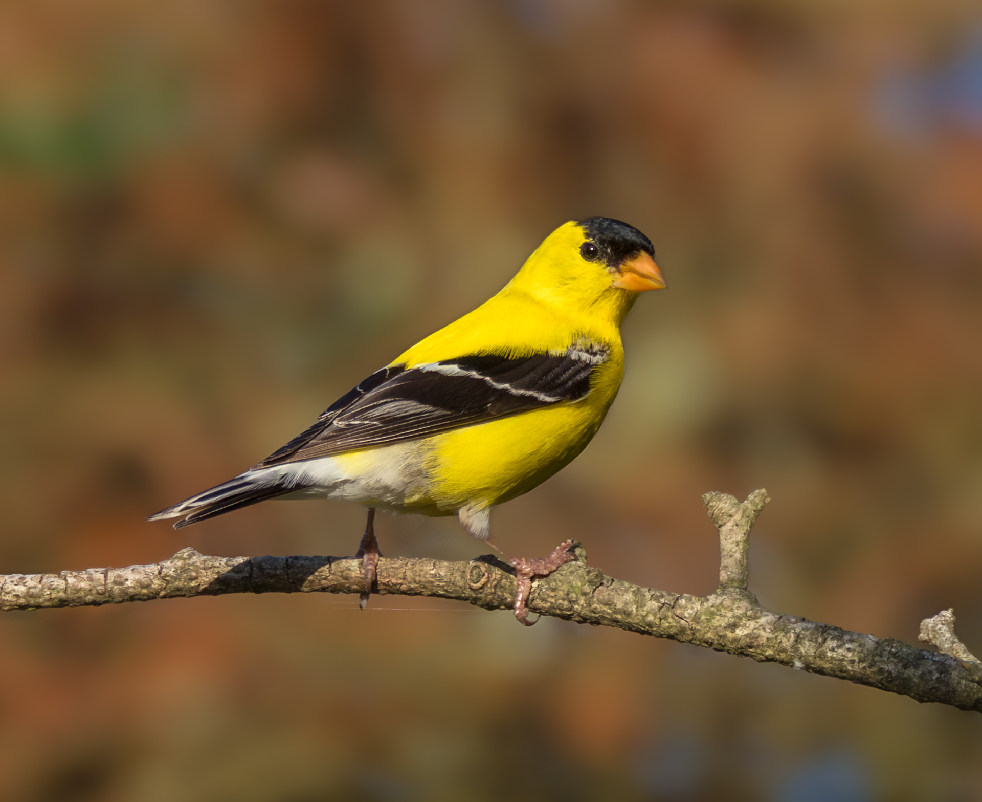 American Goldfinch