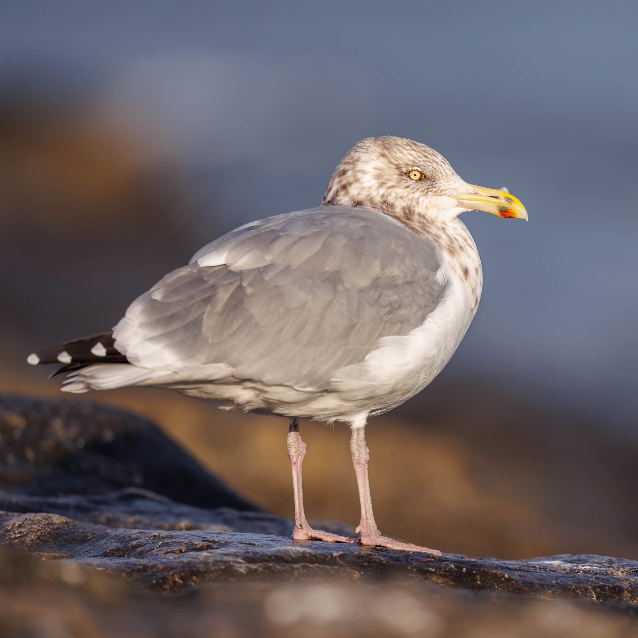 American Herring Gull