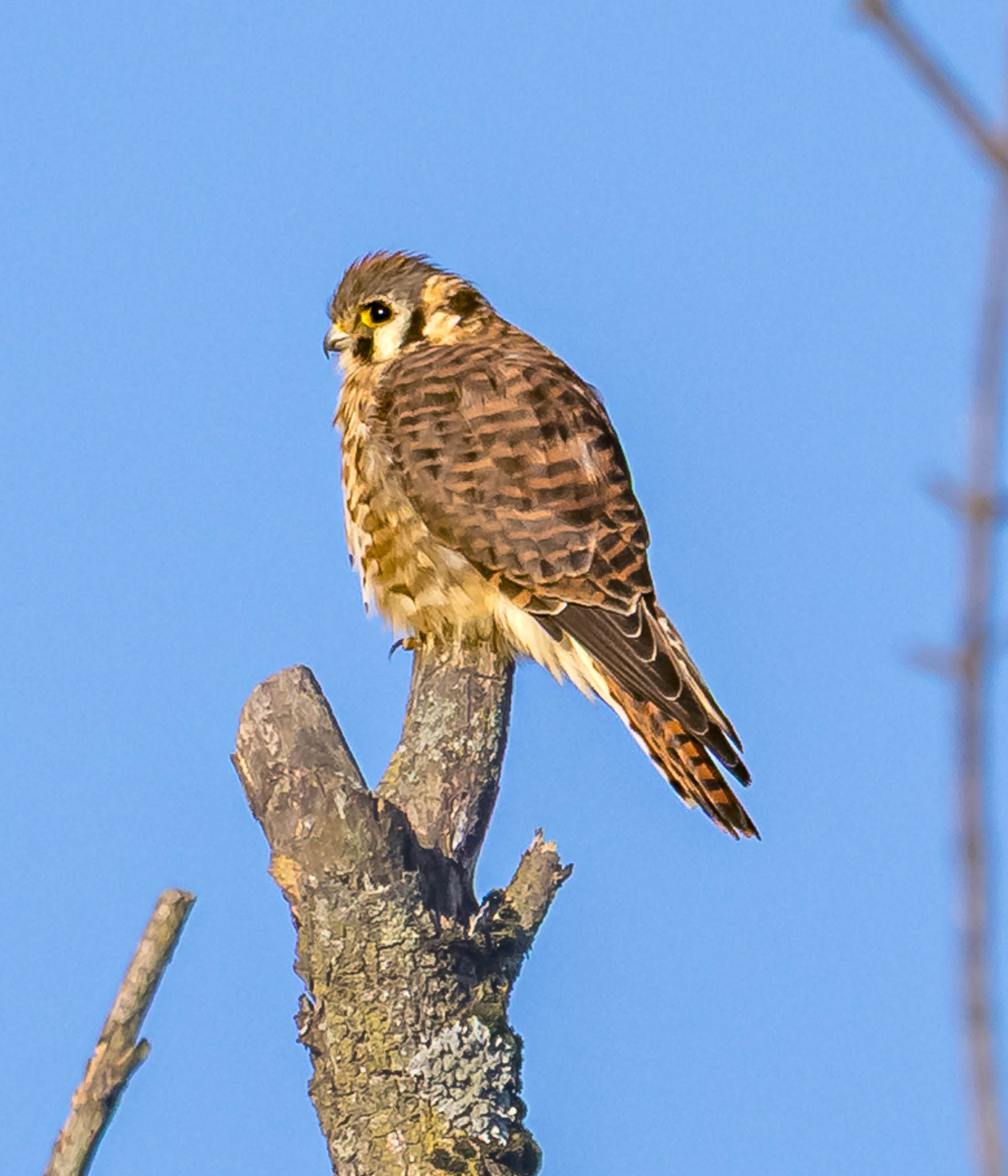 American Kestrel