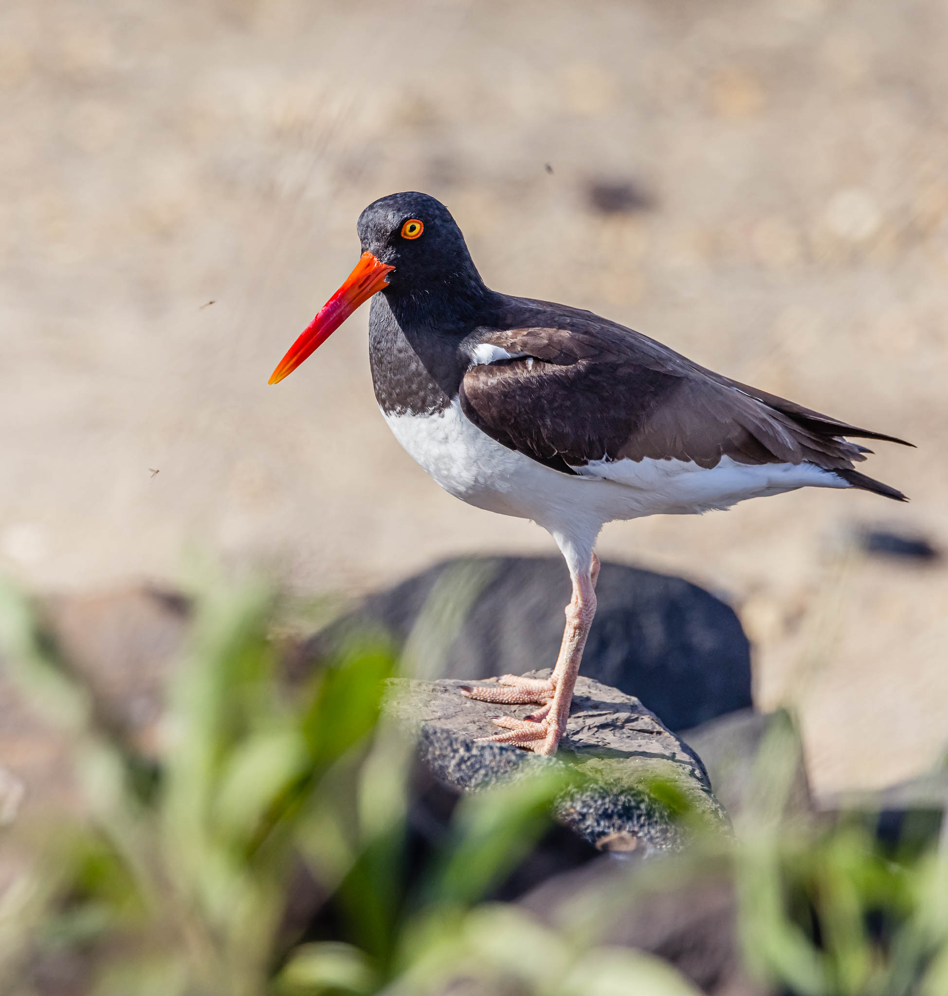 American Oystercatcher