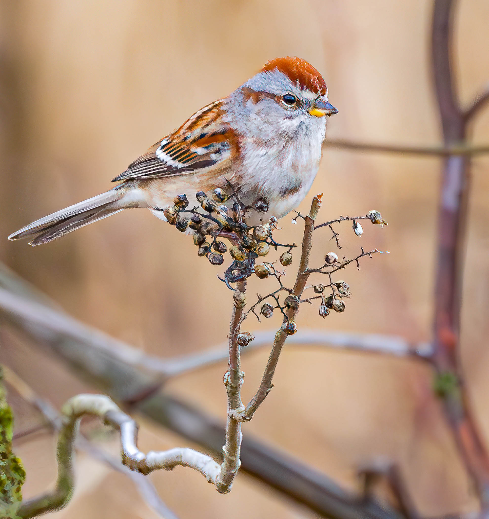 American Tree Sparrow