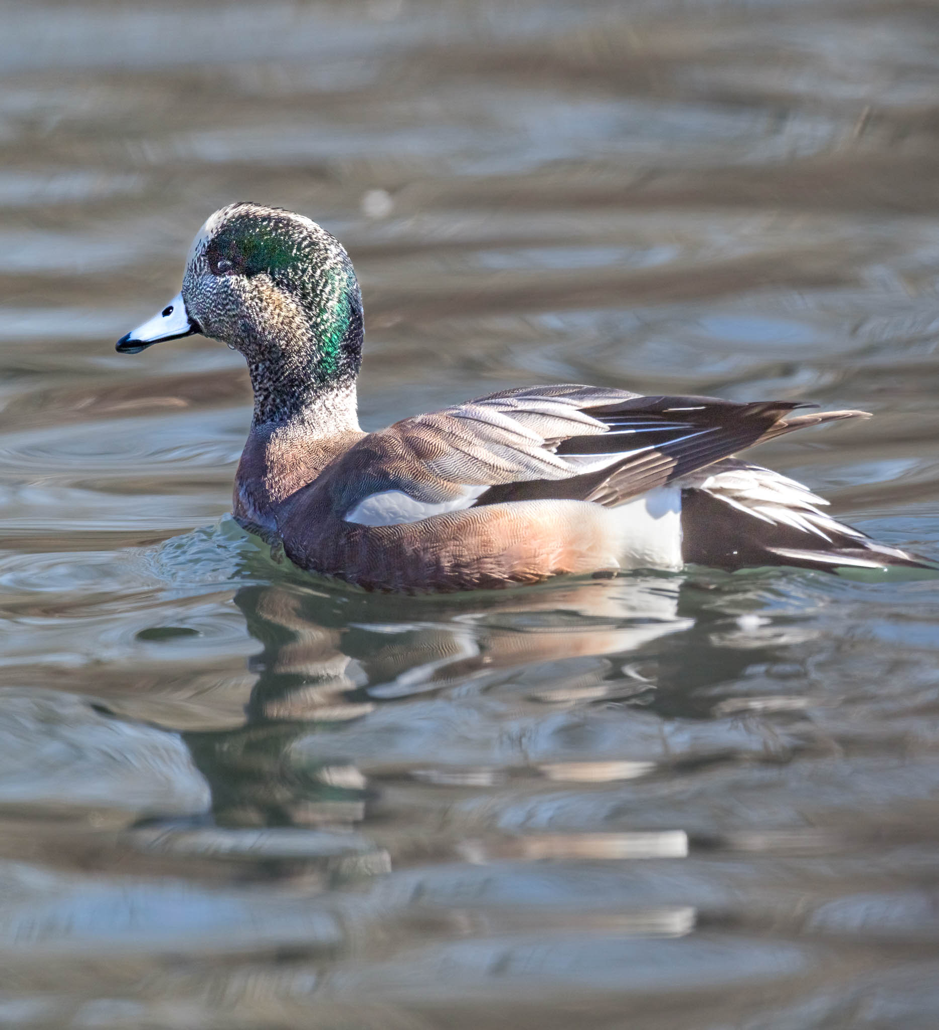 American Wigeon