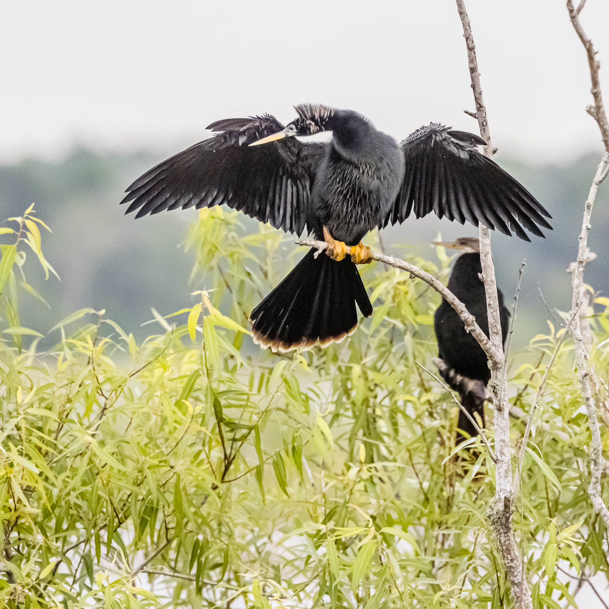 Anhinga