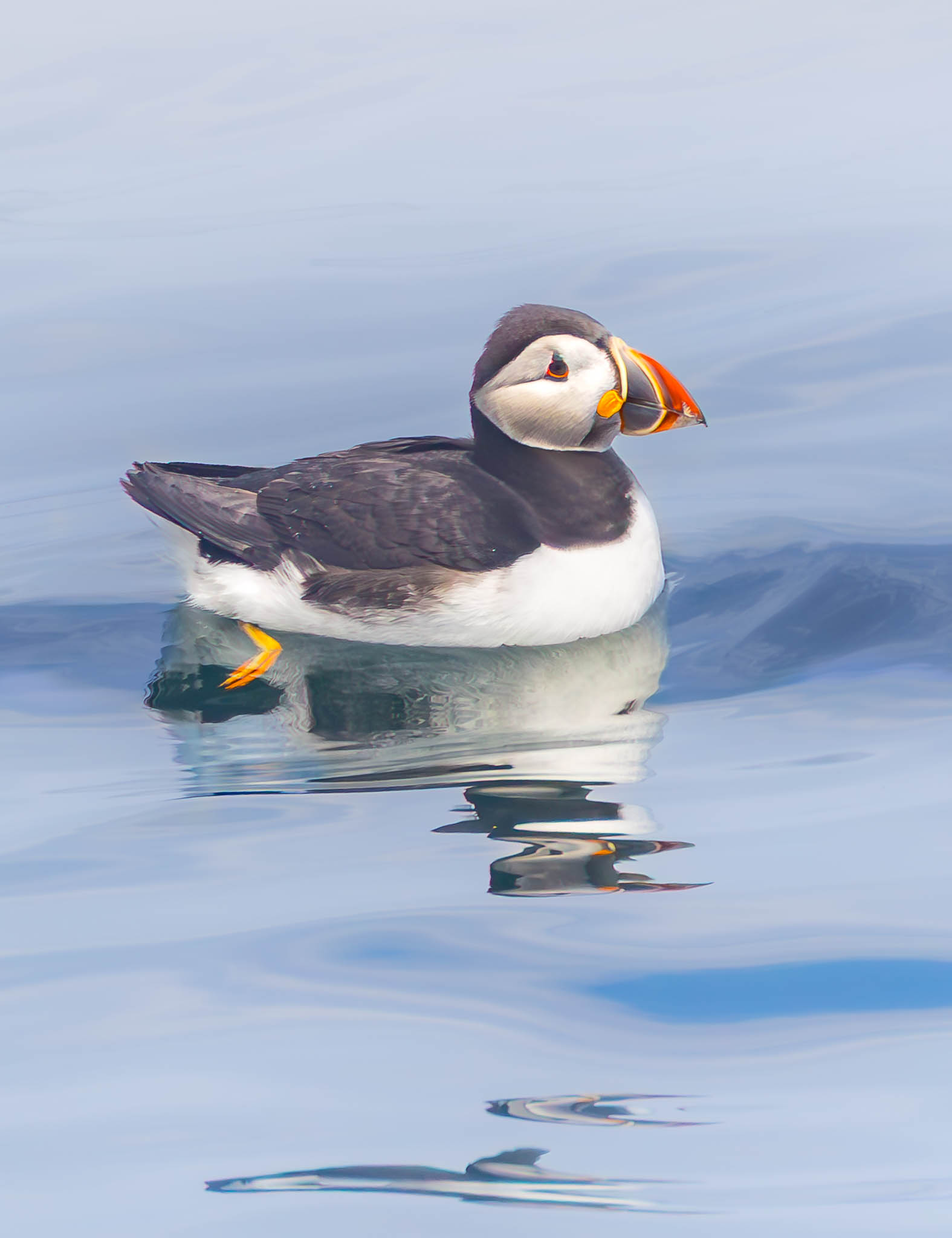 Atlantic Puffin