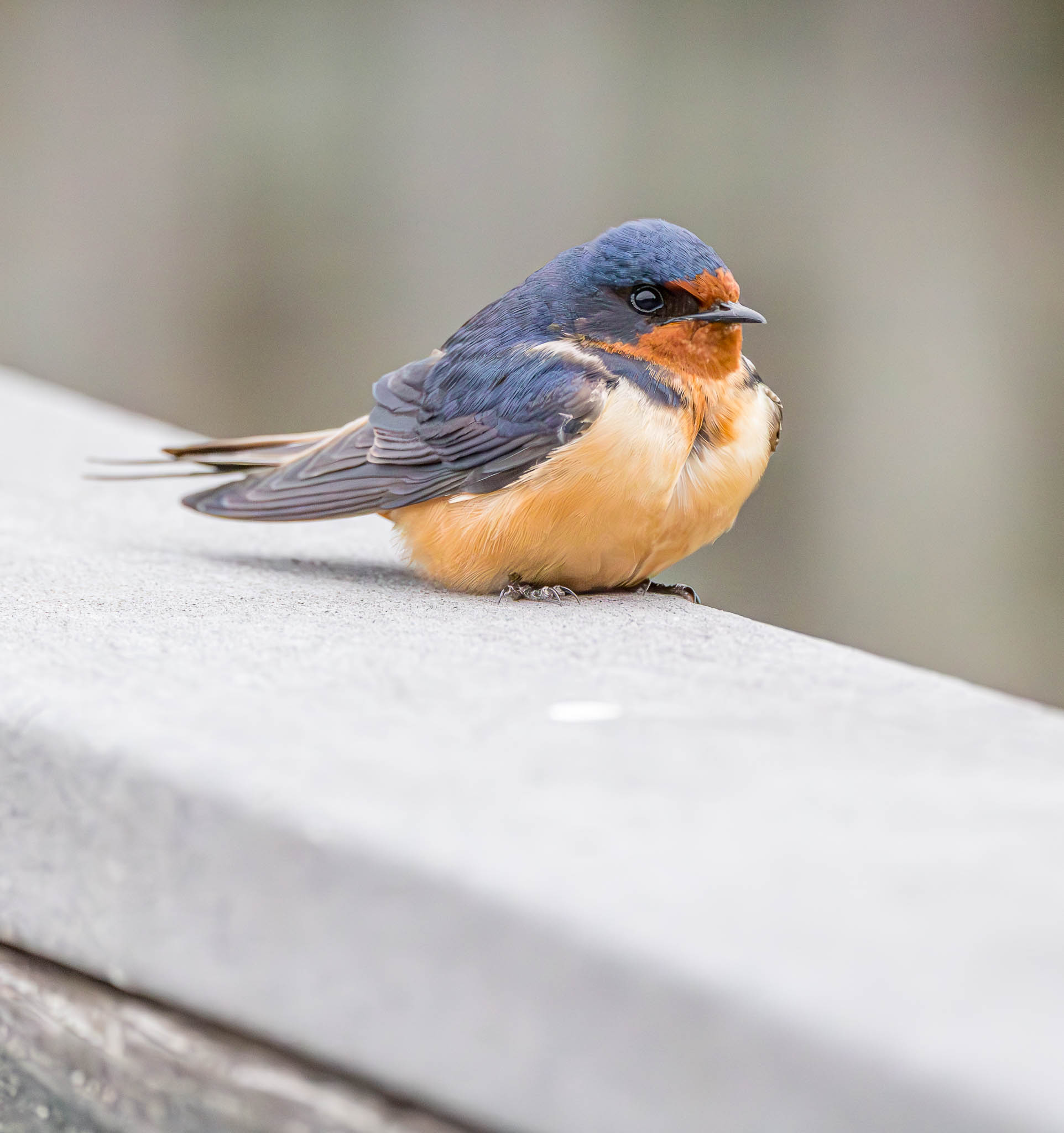 Barn Swallow