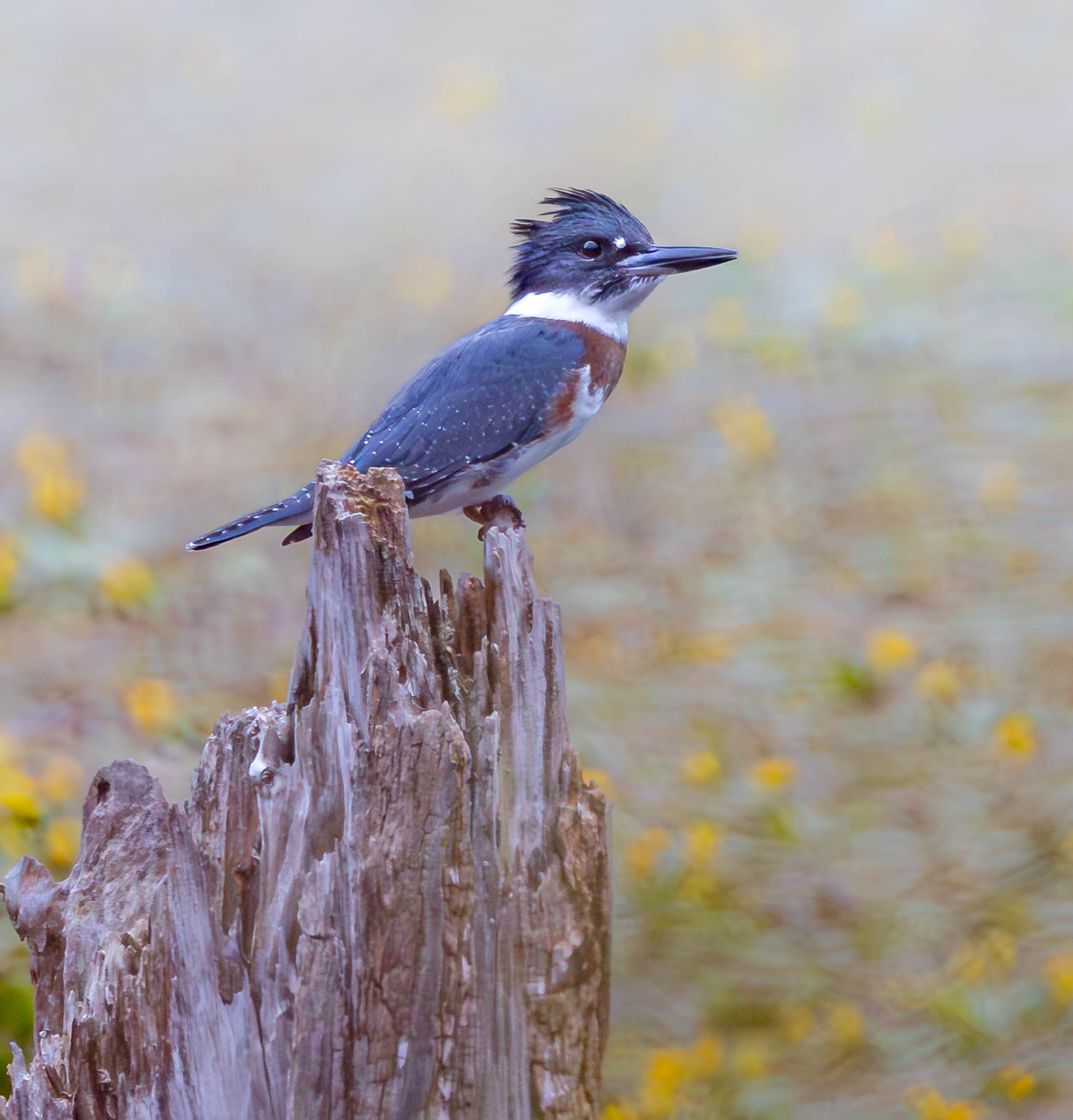 Belted Kingfisher