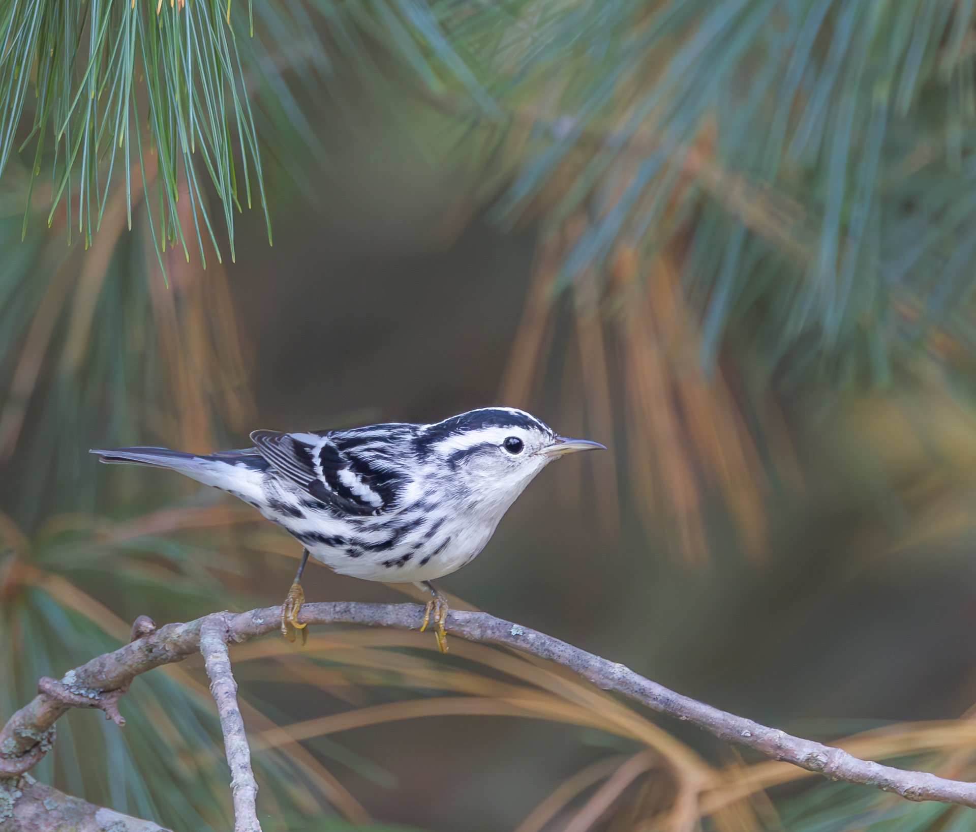 Black-and-white Warbler
