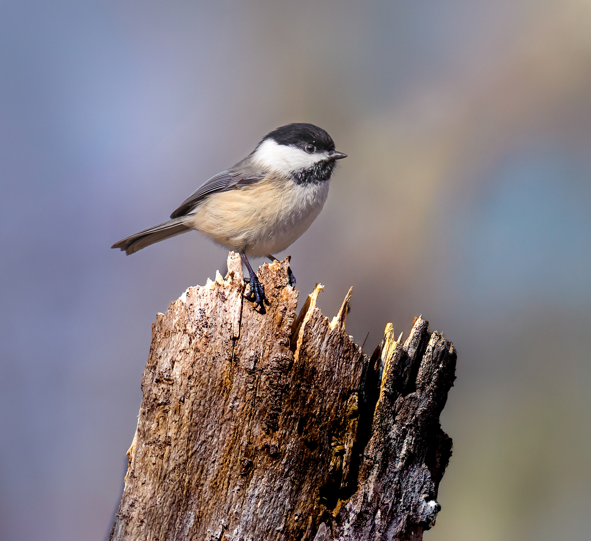 Black-capped Chickadee