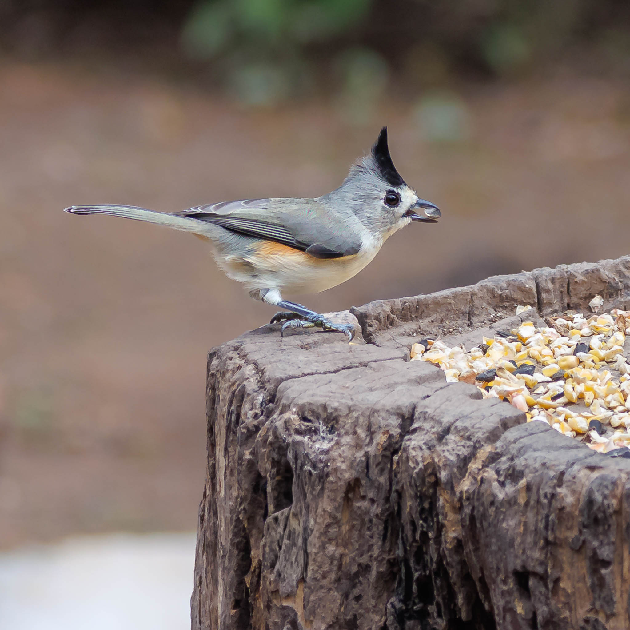 Black-crested Titmouse