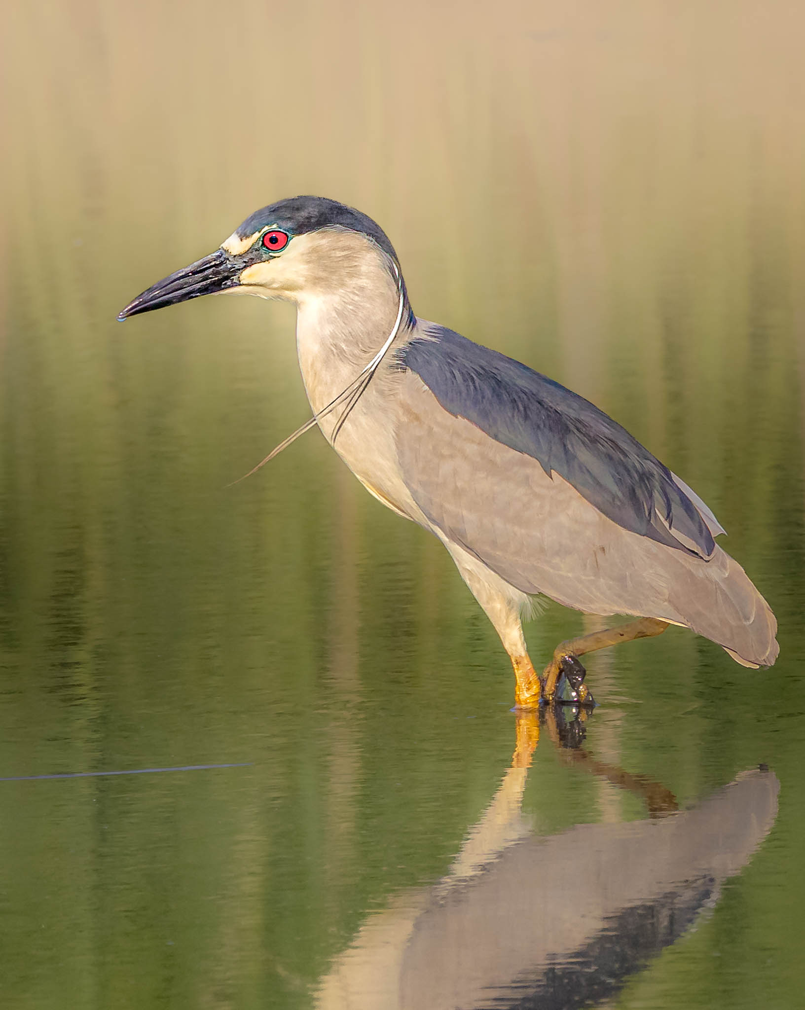 Black-crowned Night-Heron