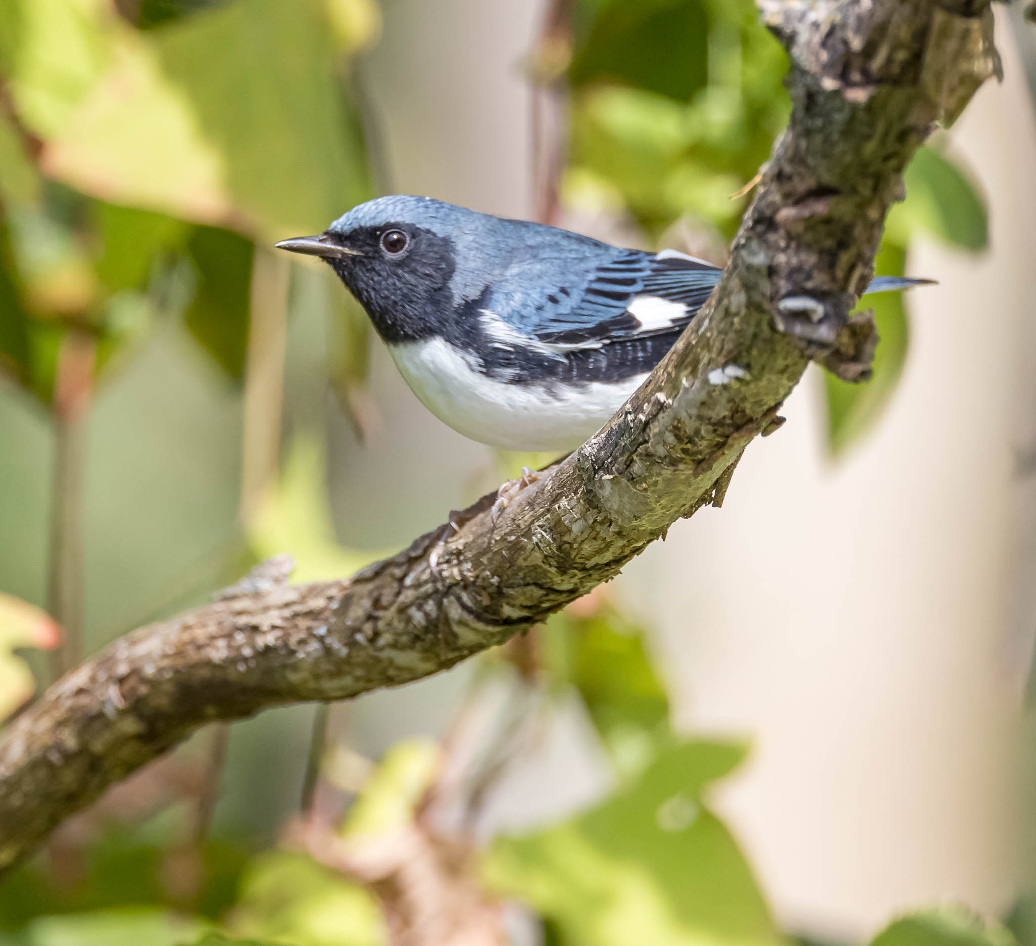 Black-throated Blue Warbler