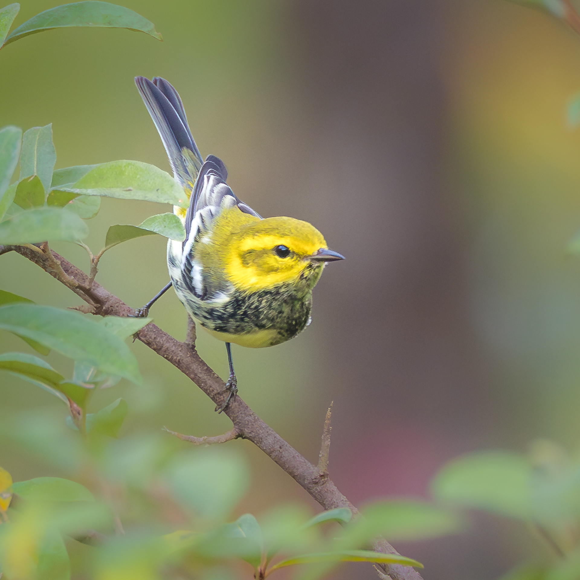 Black-throated Green Warbler