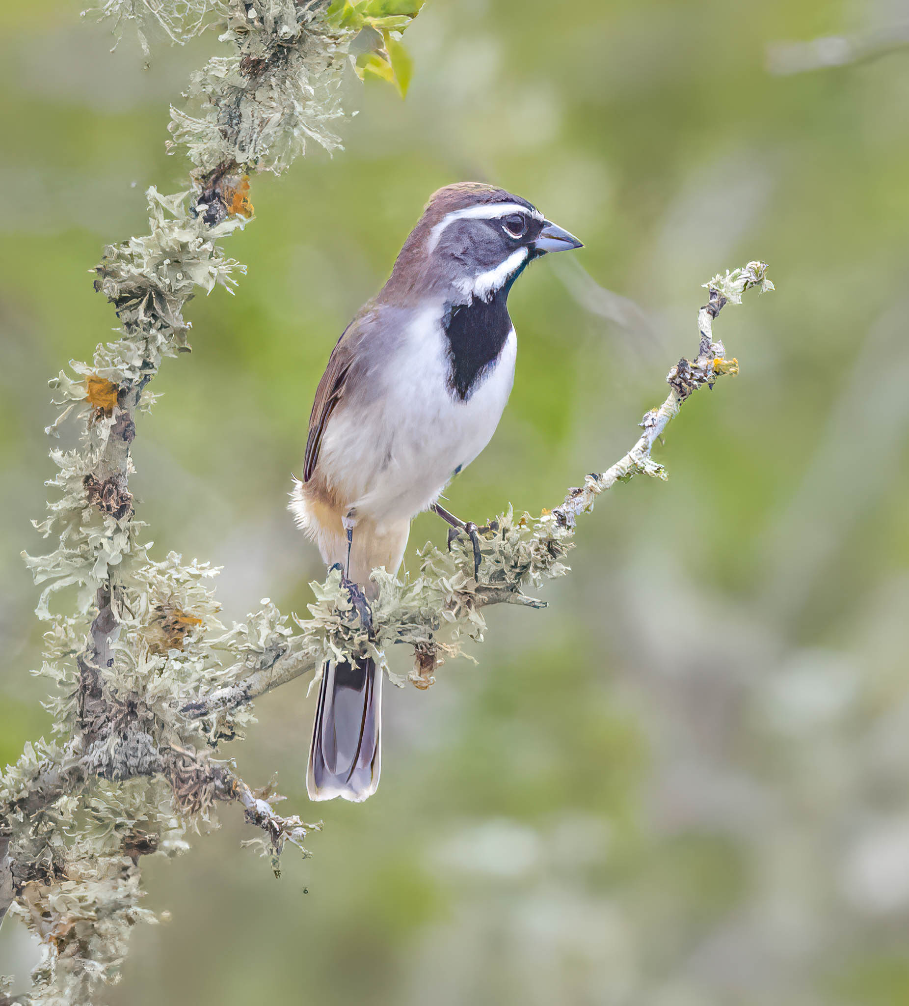 Black-throated Sparrow