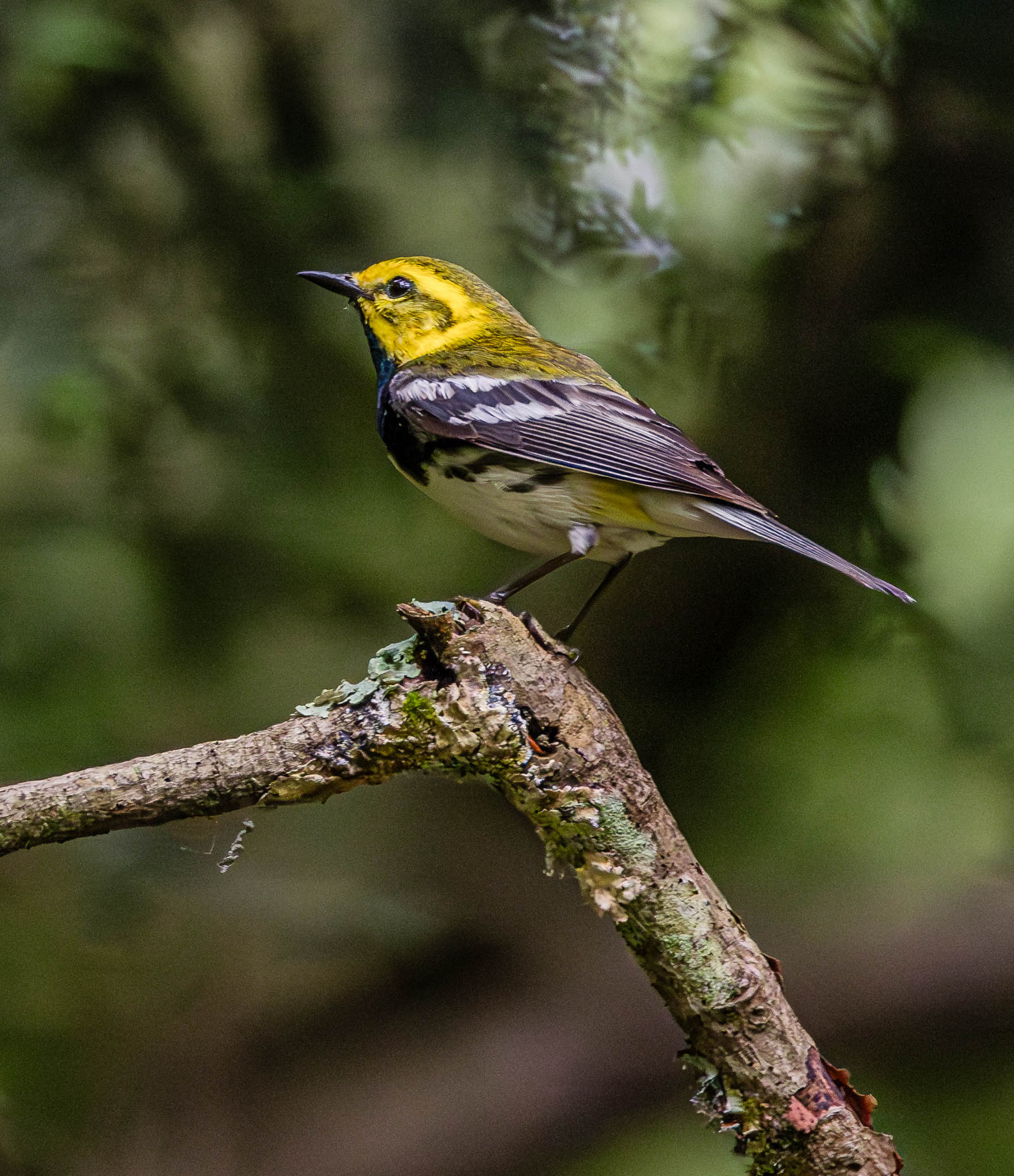 Blackburnian Warbler