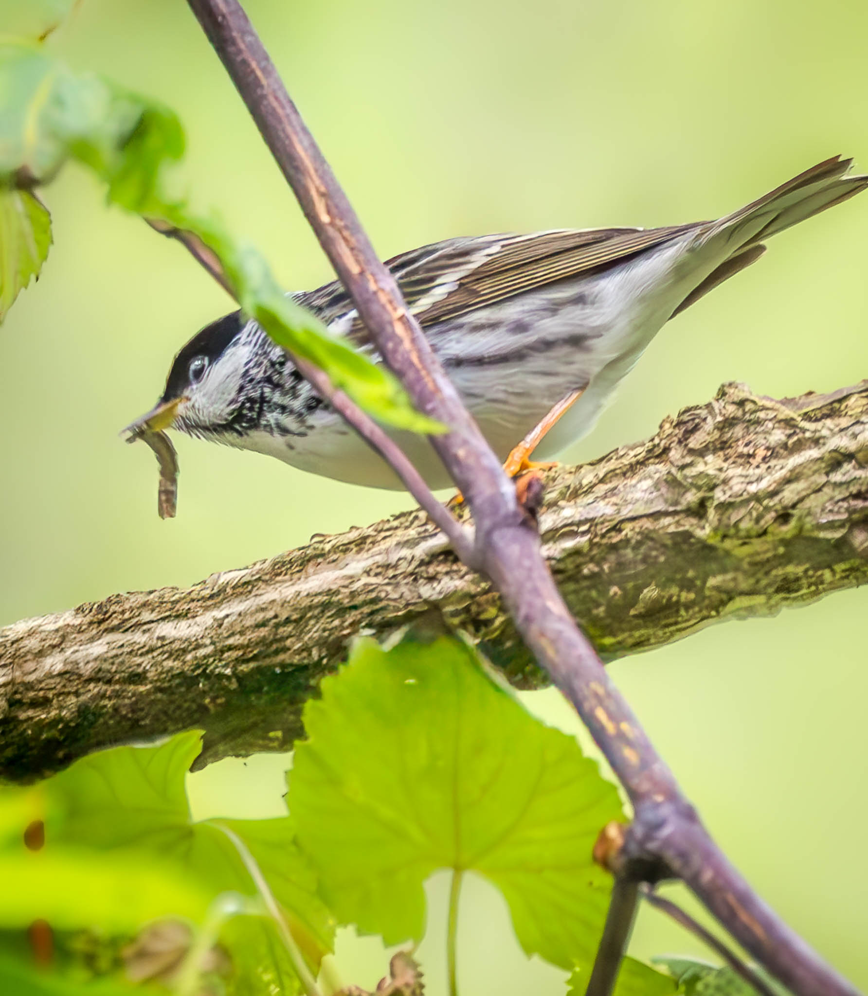 Blackpoll Warbler