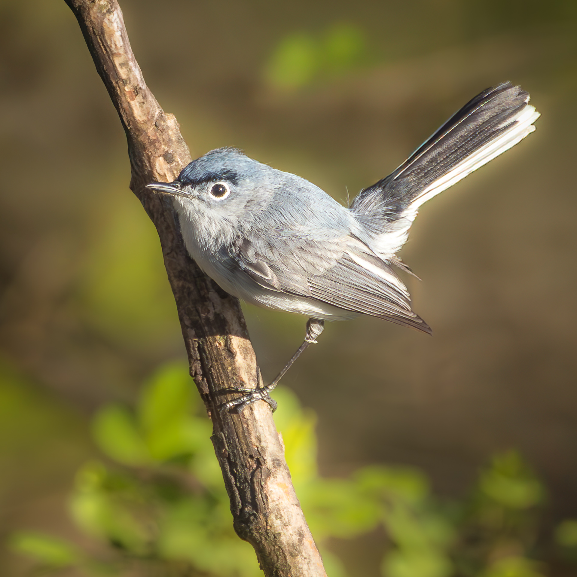 Blue-gray Gnatcatcher