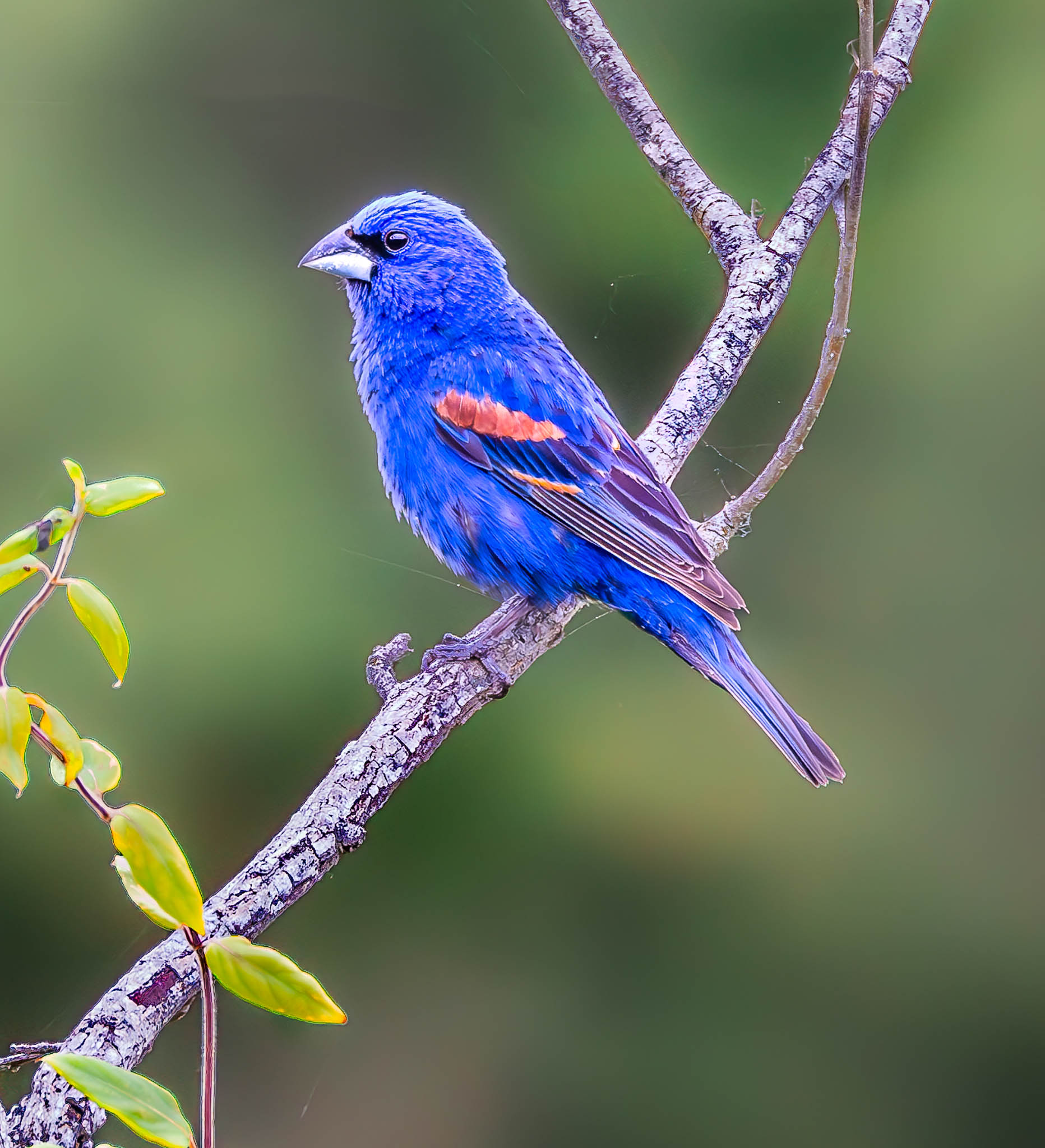 Blue Grosbeak