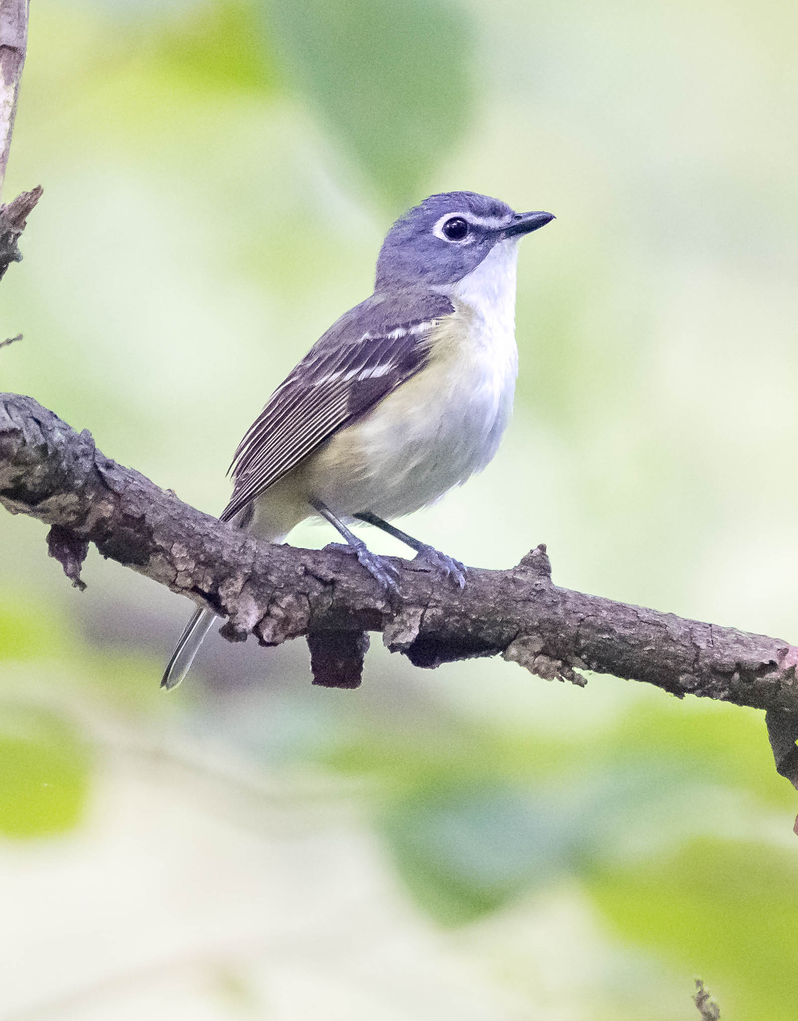 Blue-headed Vireo
