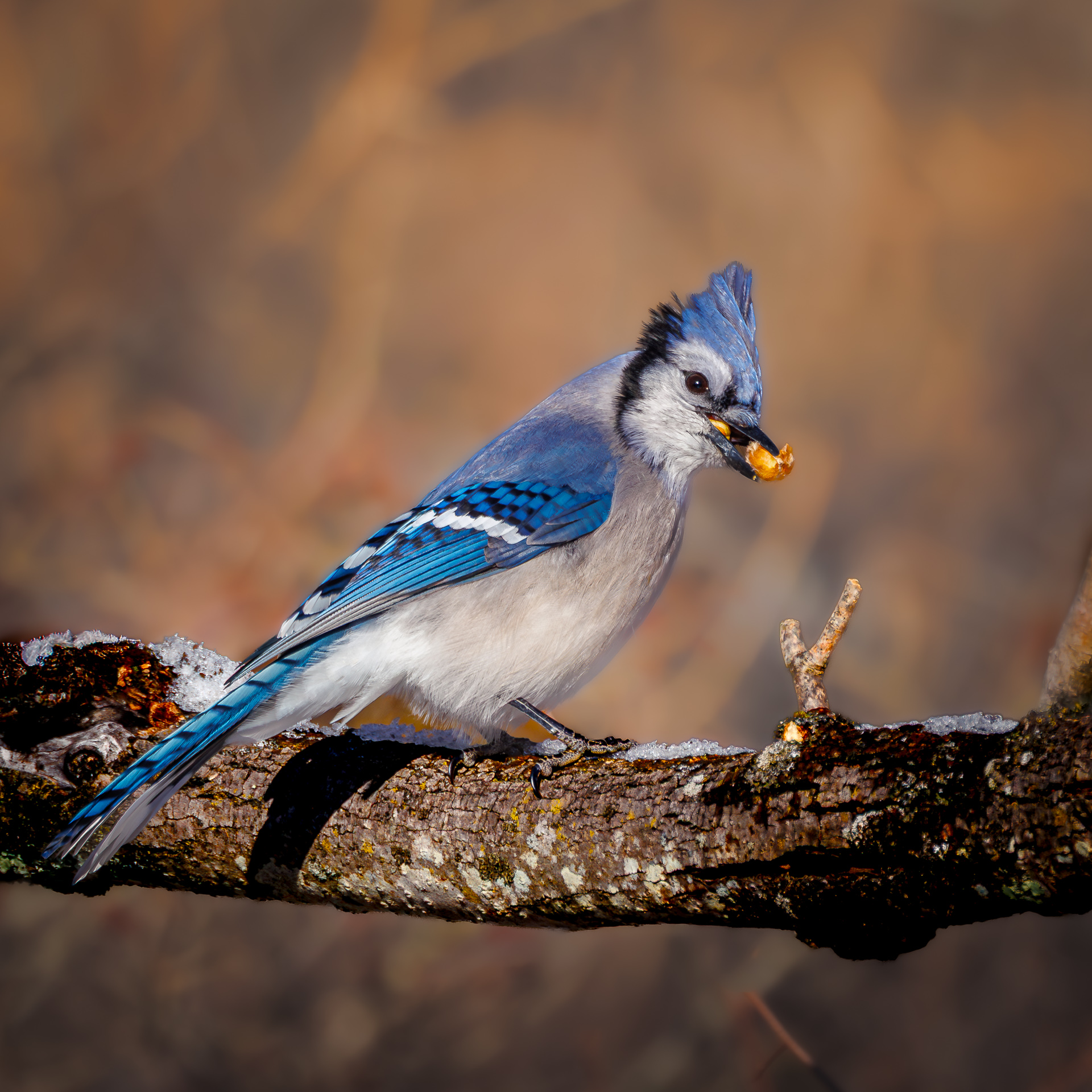 Blue Jay