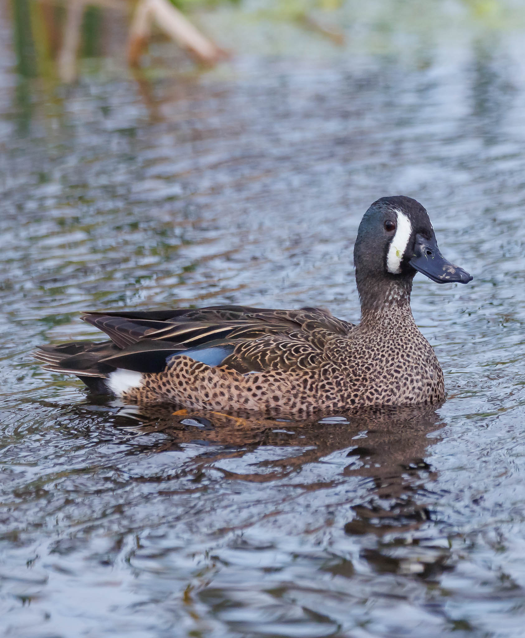Blue-winged Teal