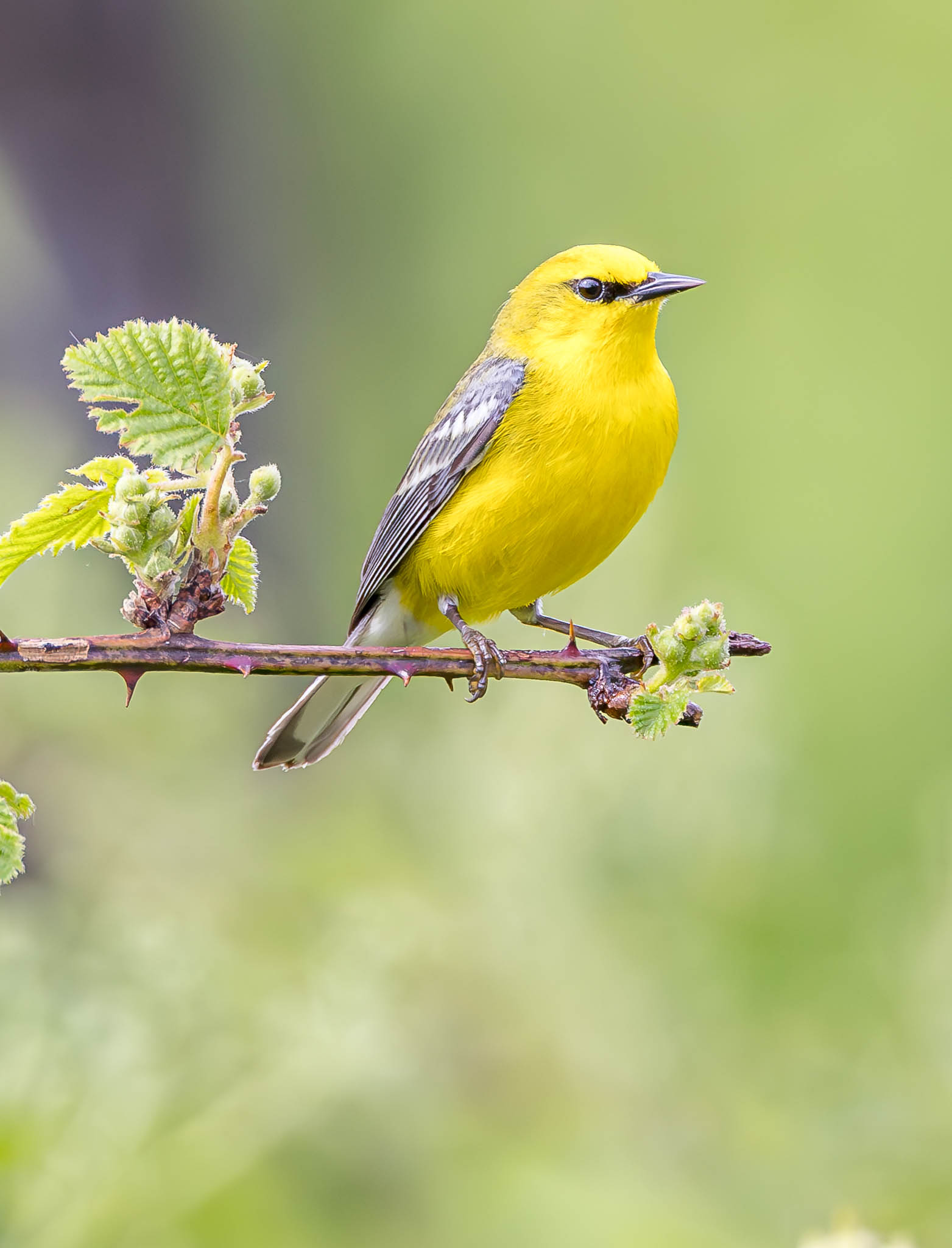 Blue-winged Warbler