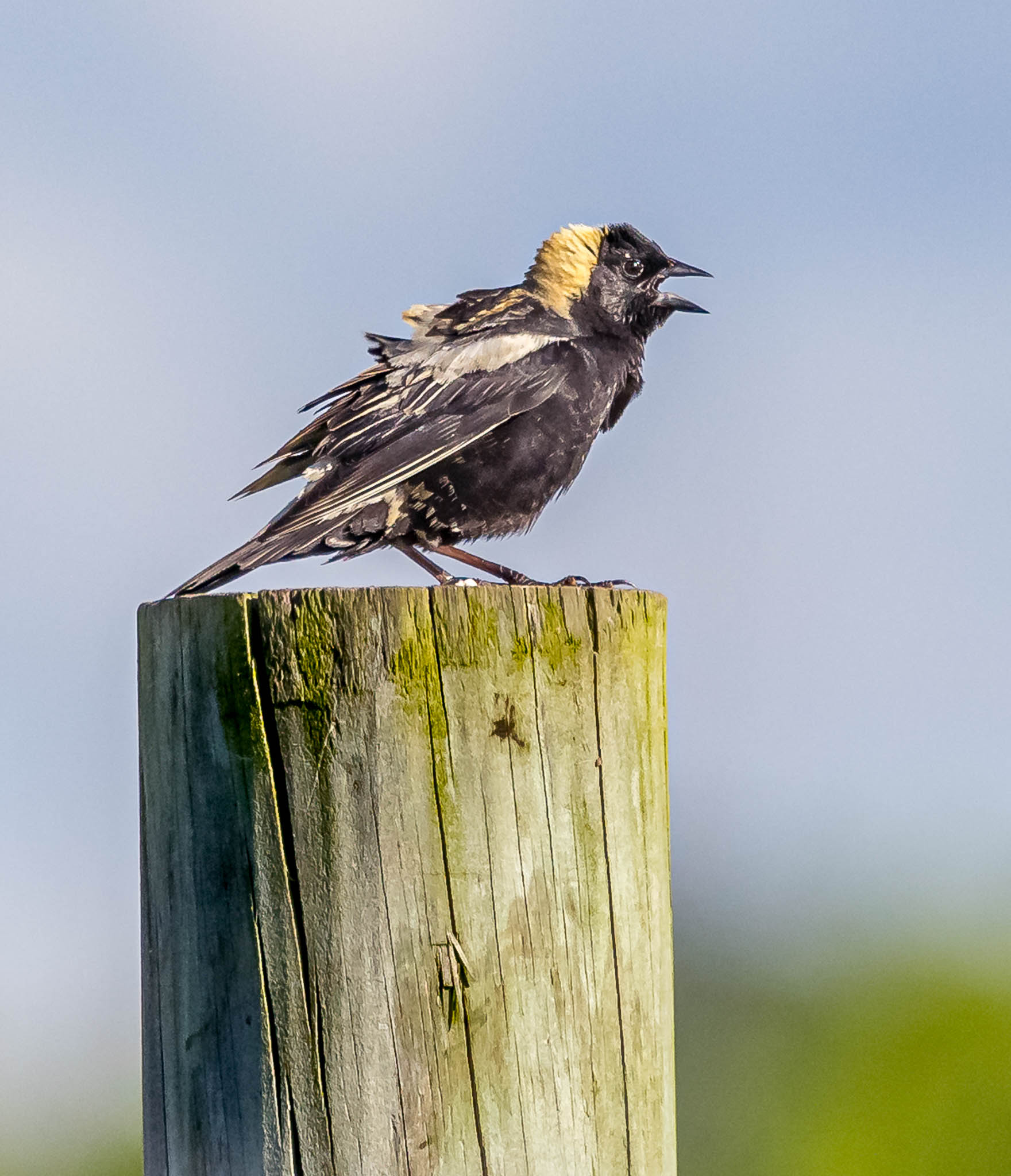 Bobolink